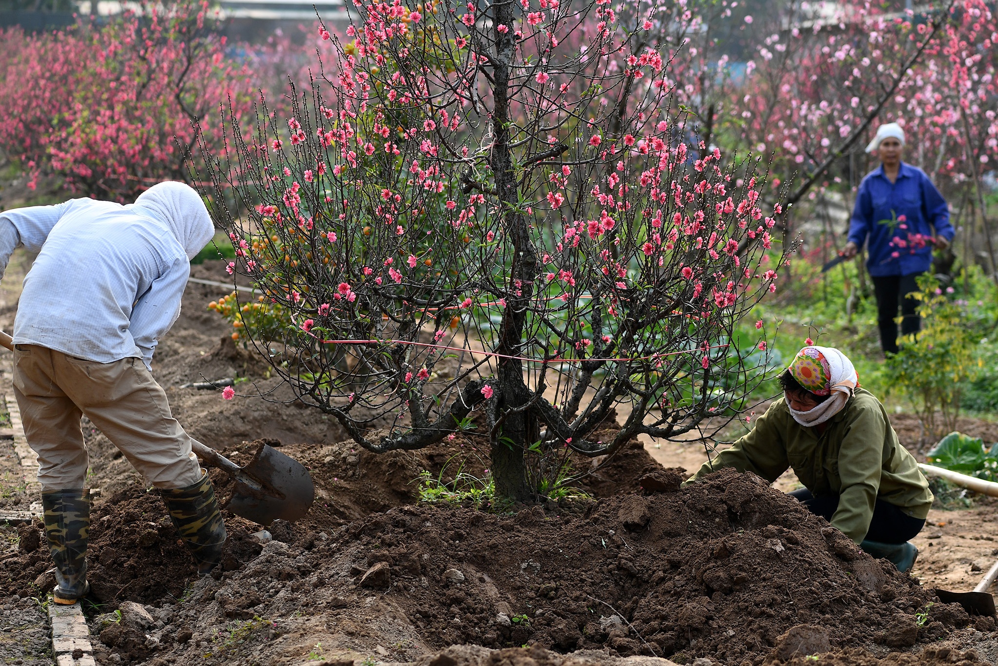 hoa dao dep o mien Bac anh 5