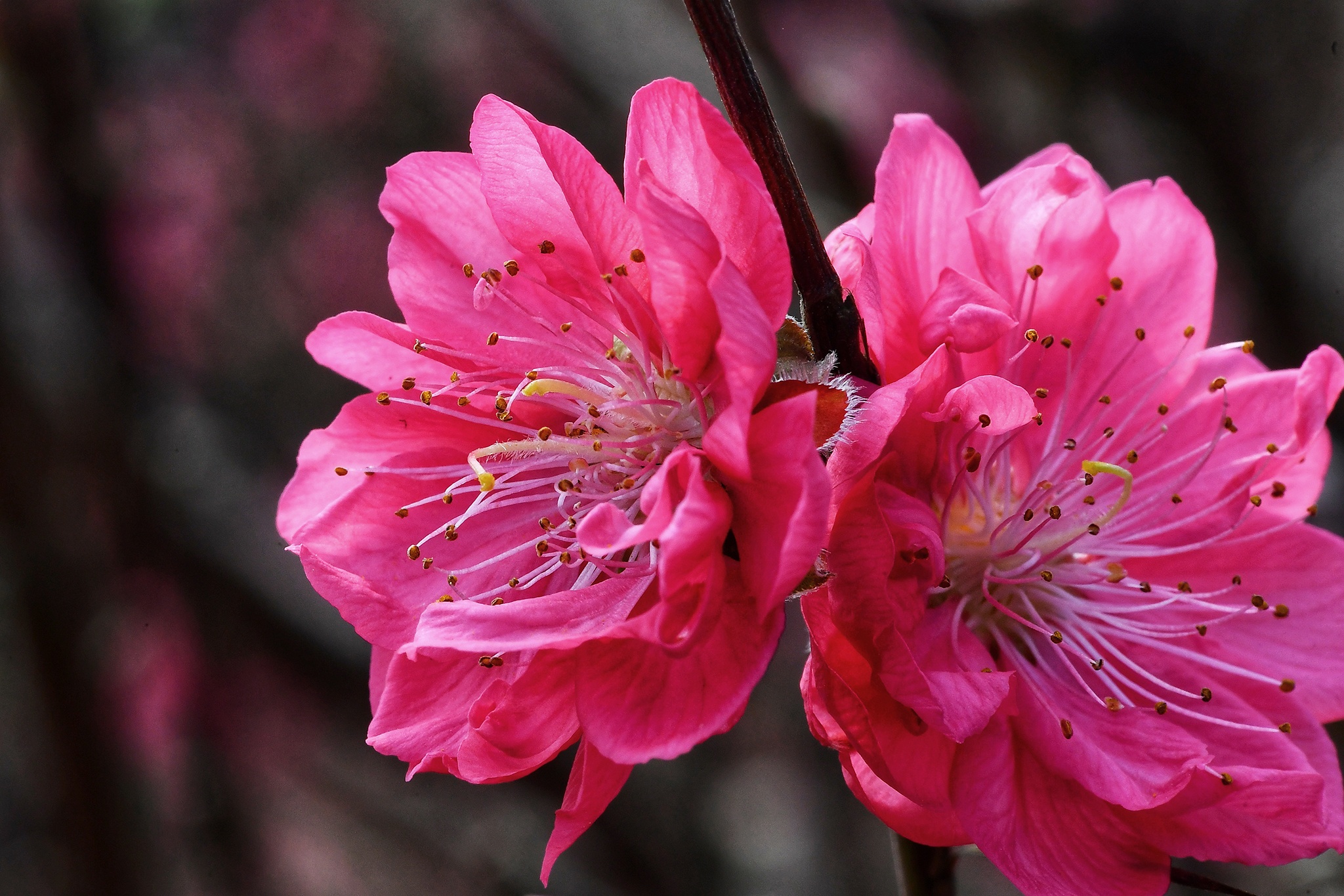 hoa dao dep o mien Bac anh 17