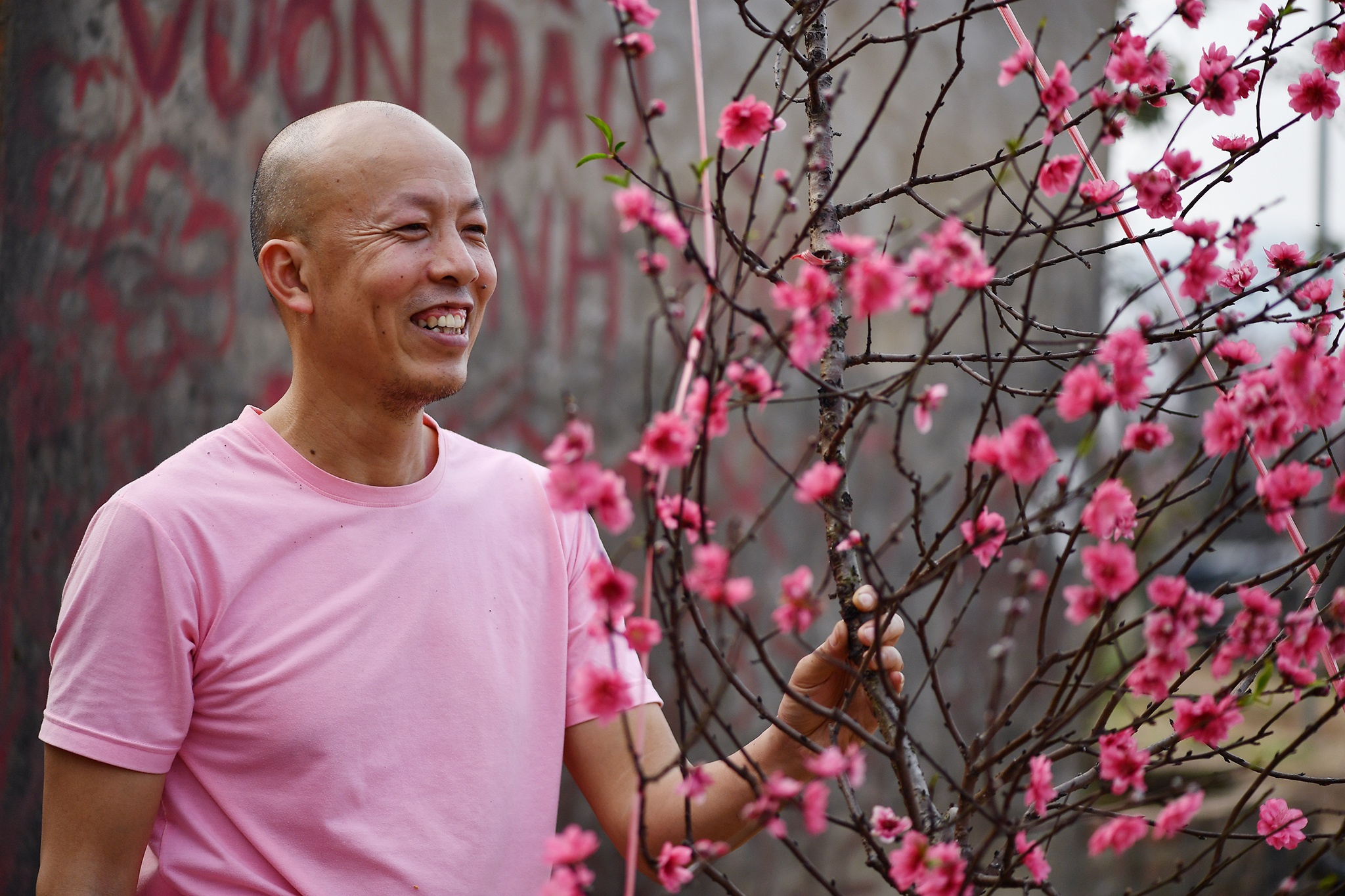 hoa dao dep o mien Bac anh 44