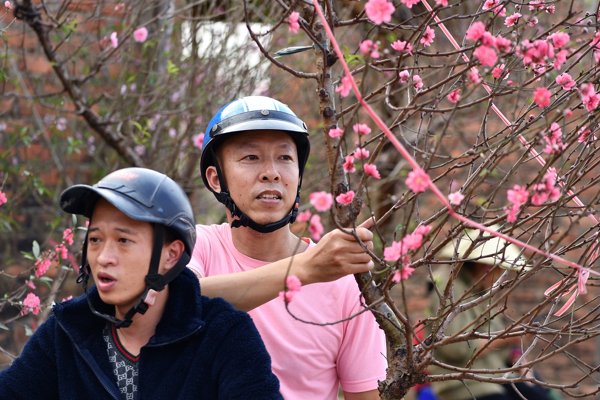 hoa dao dep o mien Bac anh 45