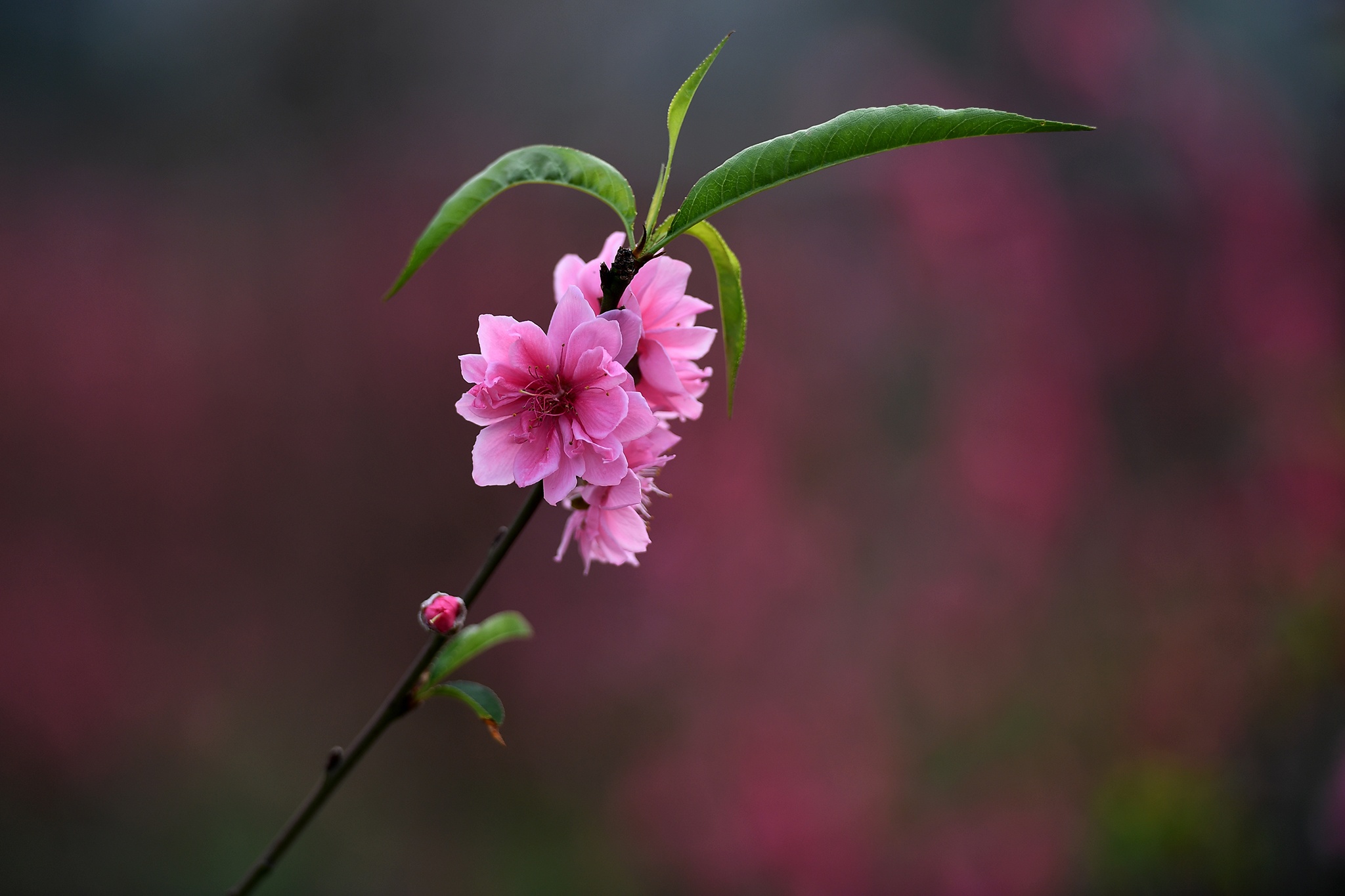 hoa dao dep o mien Bac anh 39