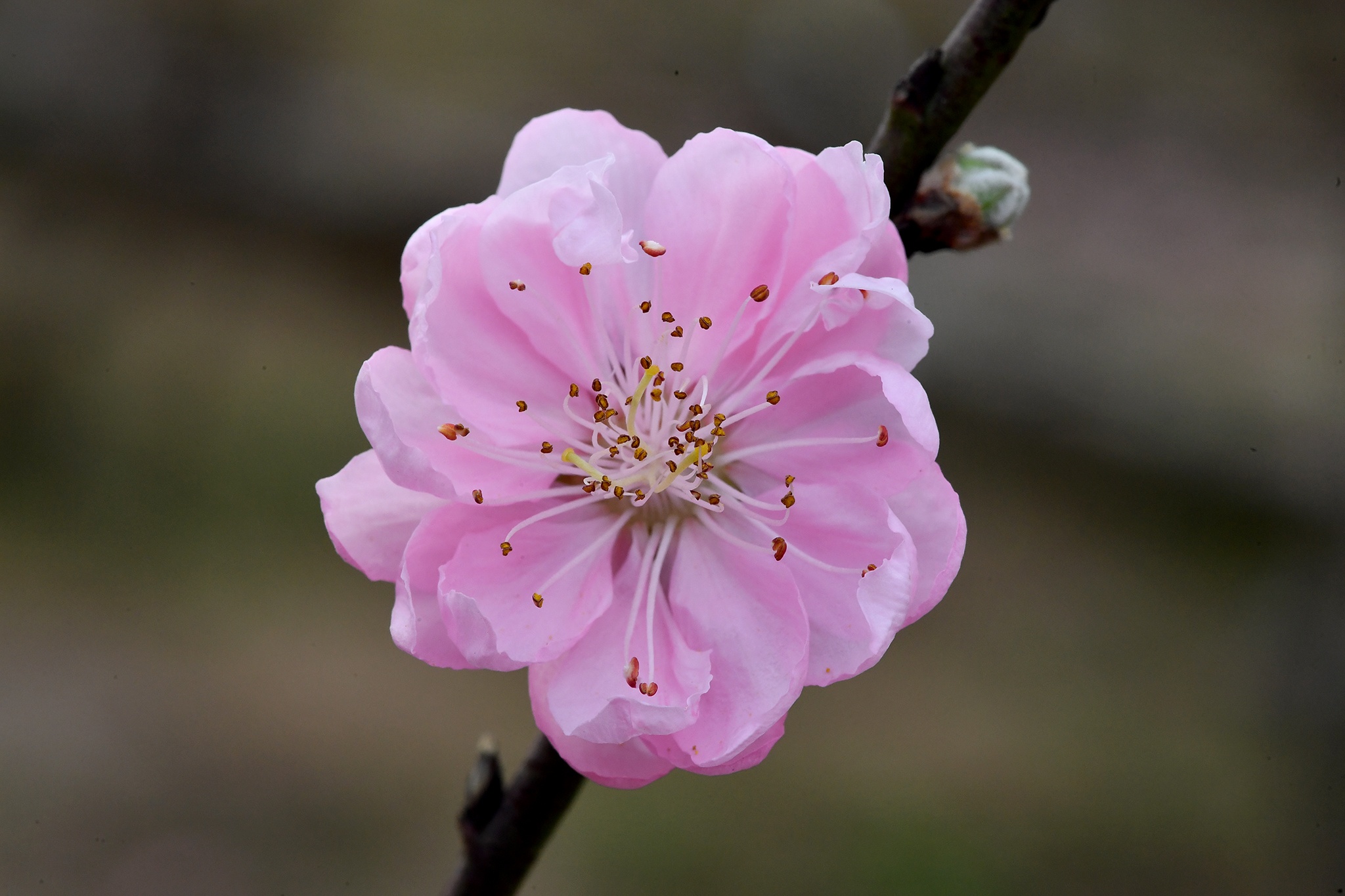 hoa dao dep o mien Bac anh 42