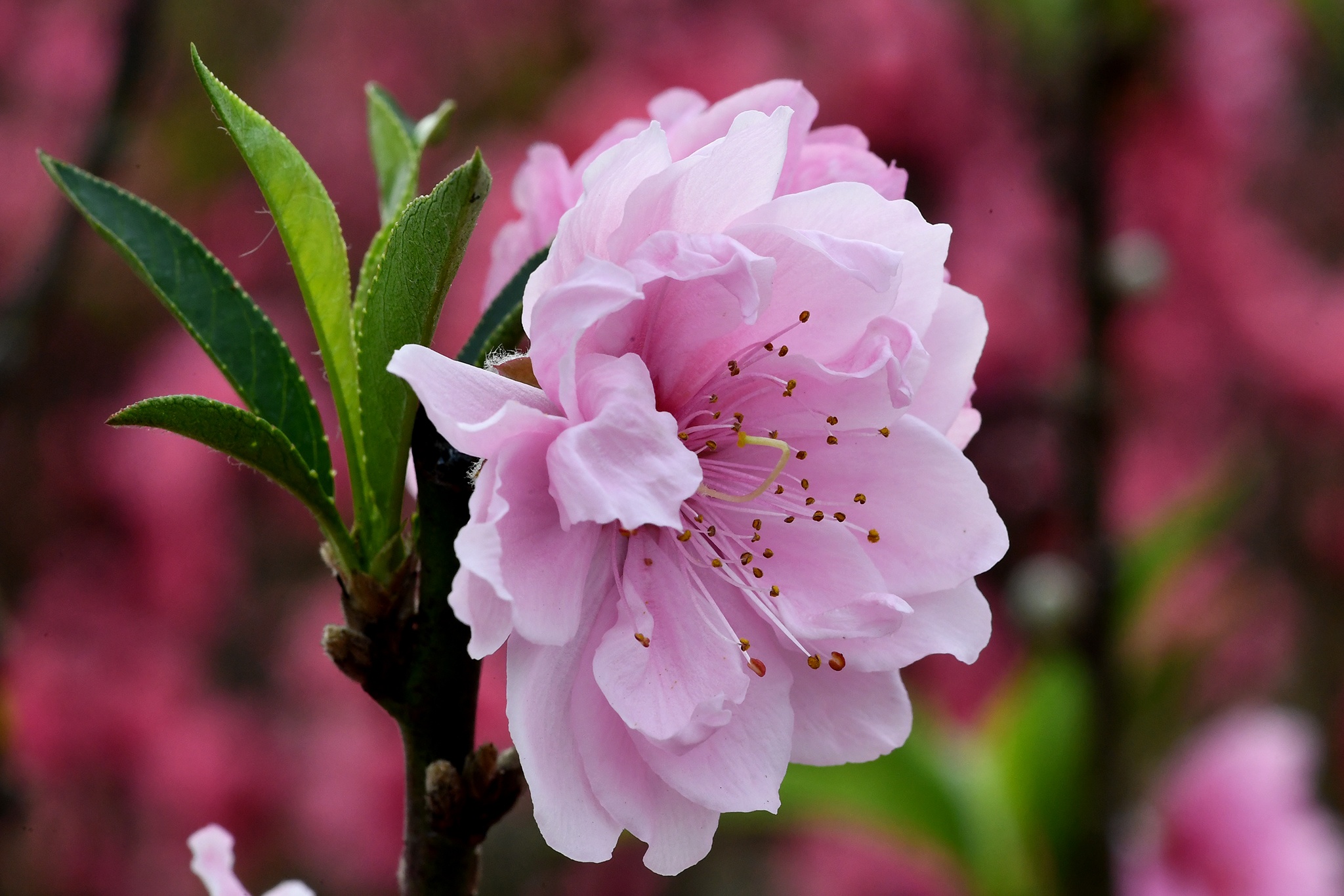 hoa dao dep o mien Bac anh 41