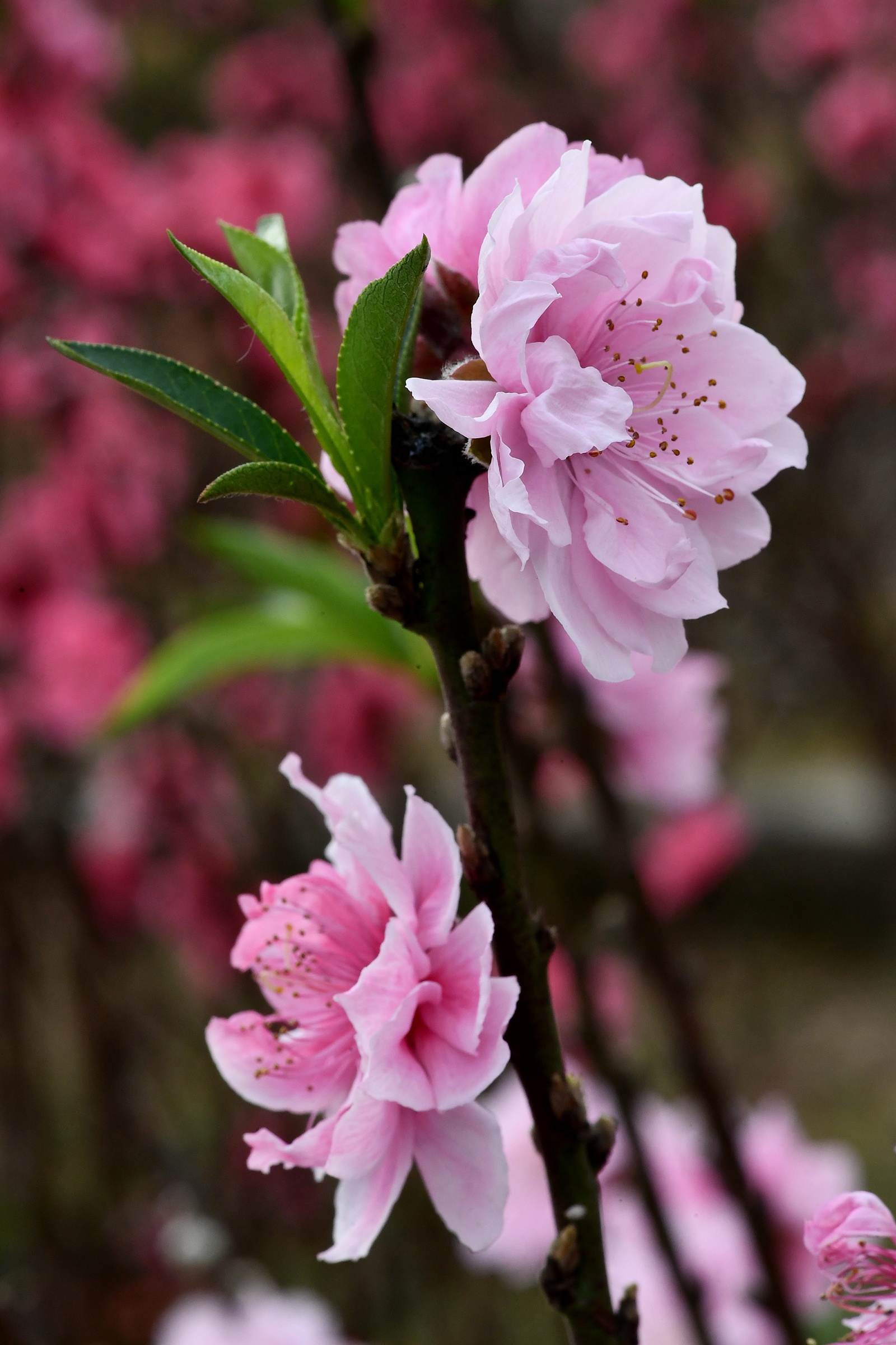 hoa dao dep o mien Bac anh 40