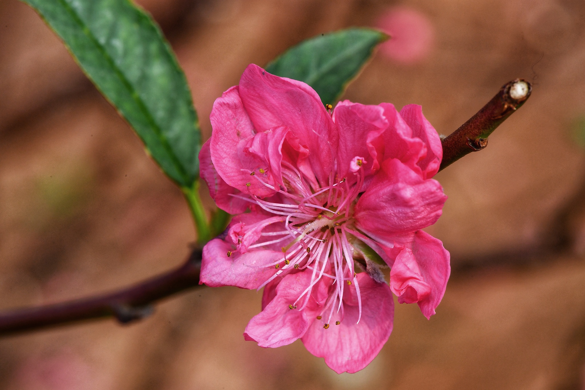 hoa dao dep o mien Bac anh 8