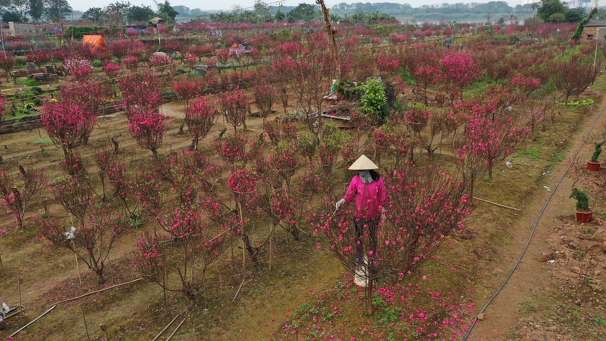 hoa dao dep o mien Bac anh 1