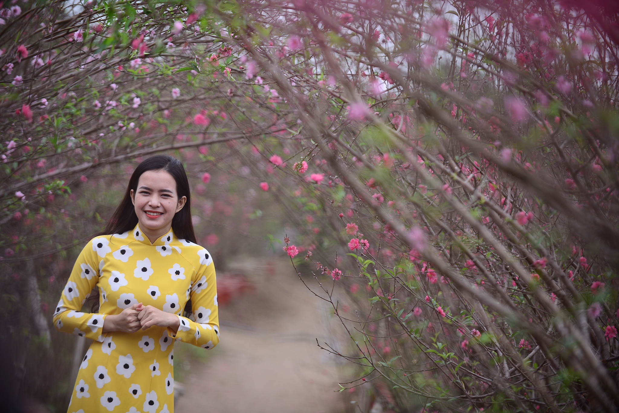 hoa dao dep o mien Bac anh 37