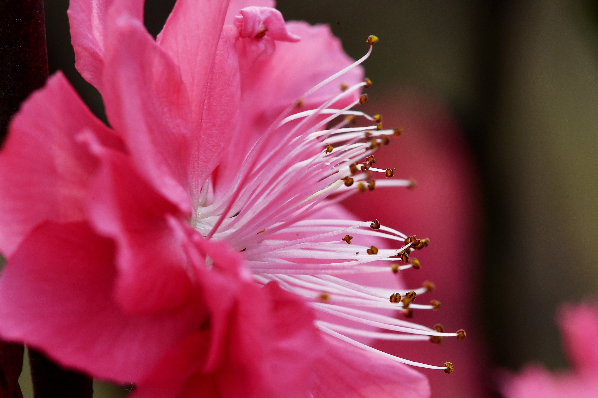 hoa dao dep o mien Bac anh 11