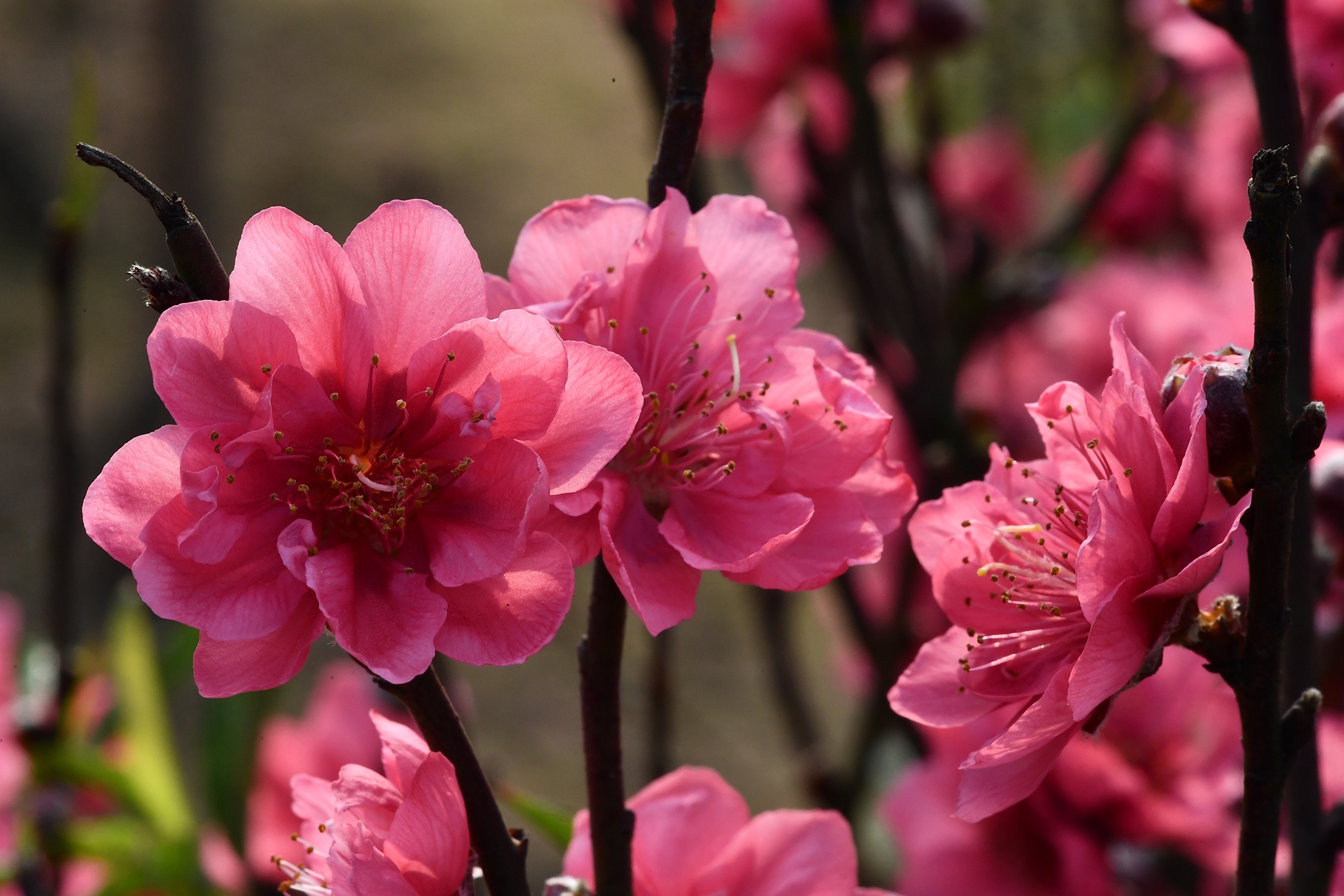 hoa dao dep o mien Bac anh 18