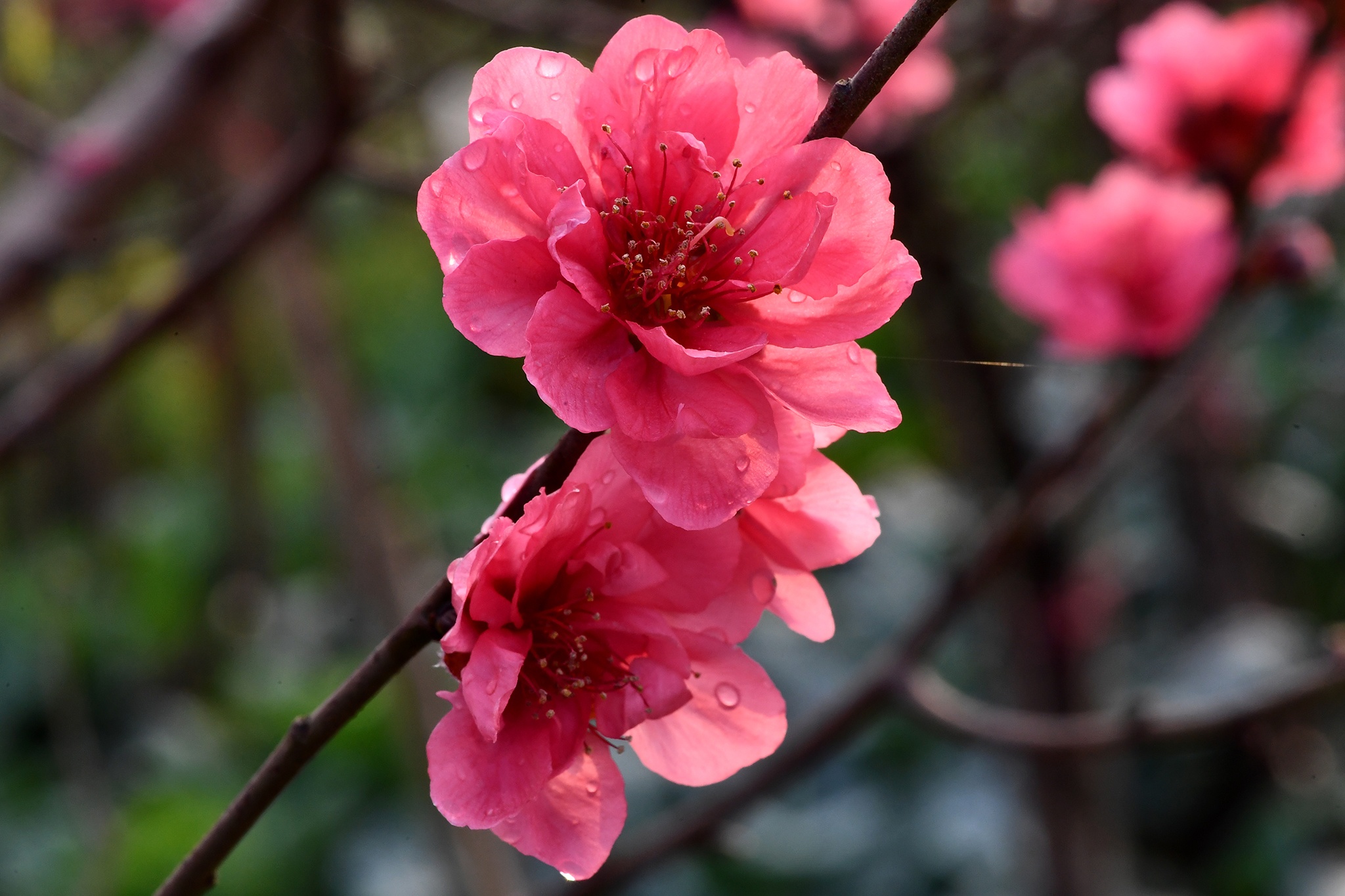 hoa dao dep o mien Bac anh 19