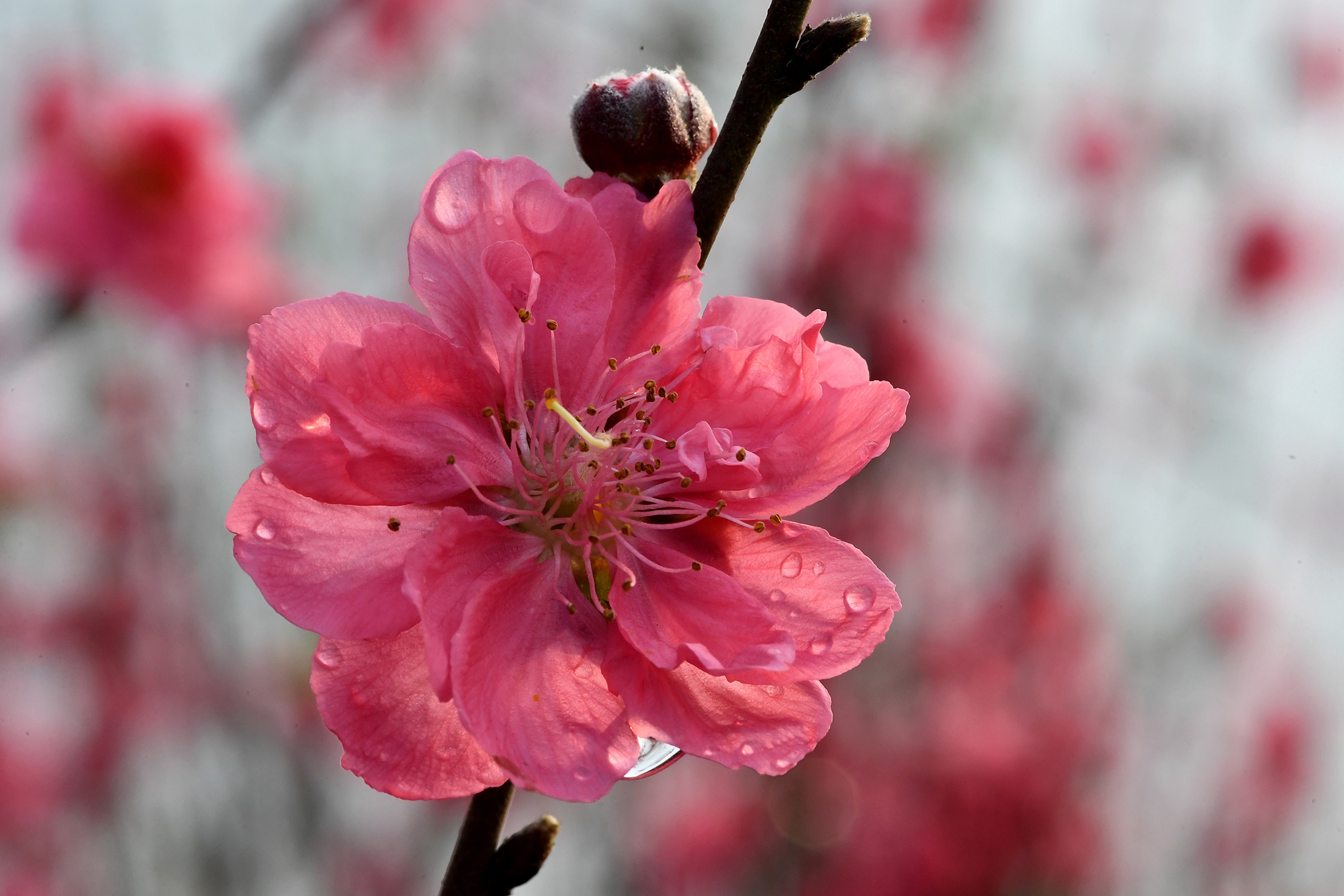 hoa dao dep o mien Bac anh 20