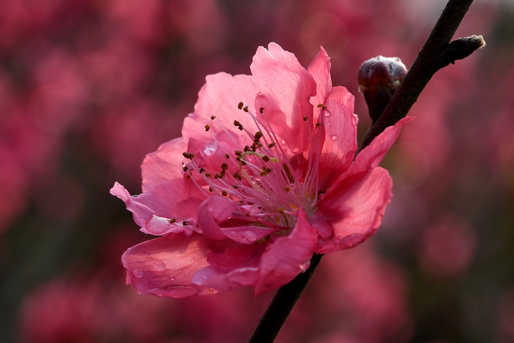 hoa dao dep o mien Bac anh 21