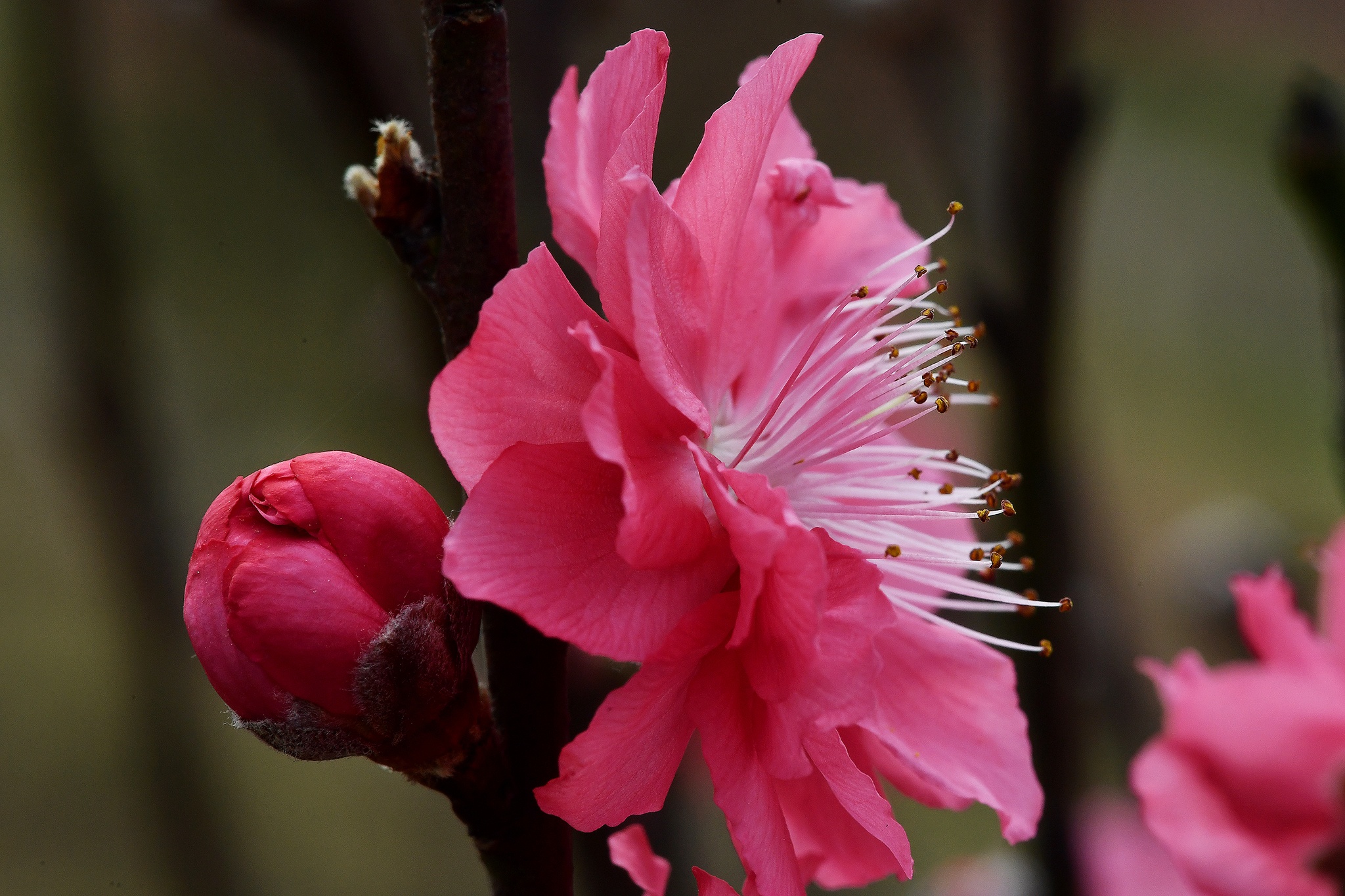 hoa dao dep o mien Bac anh 12