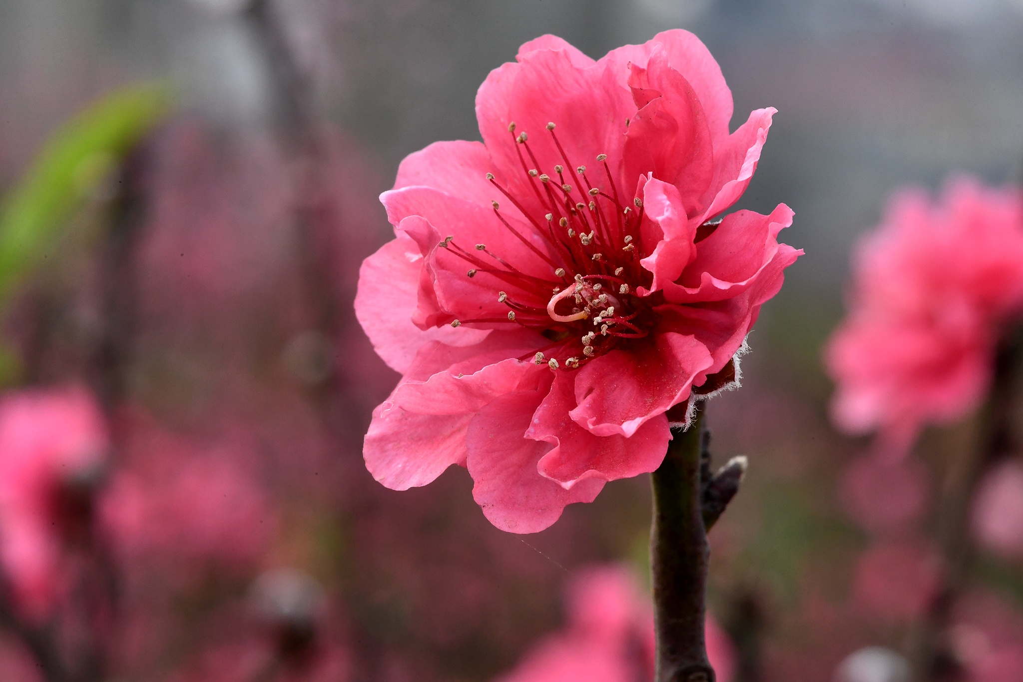 hoa dao dep o mien Bac anh 13