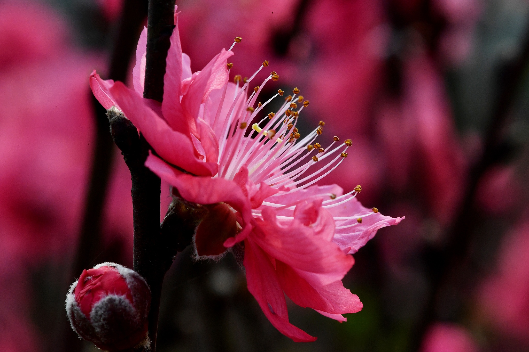 hoa dao dep o mien Bac anh 14