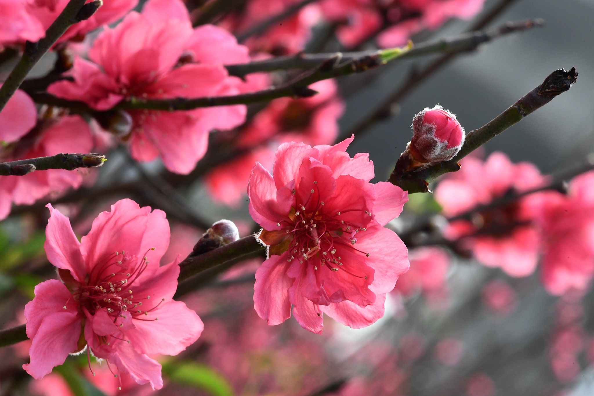 hoa dao dep o mien Bac anh 9