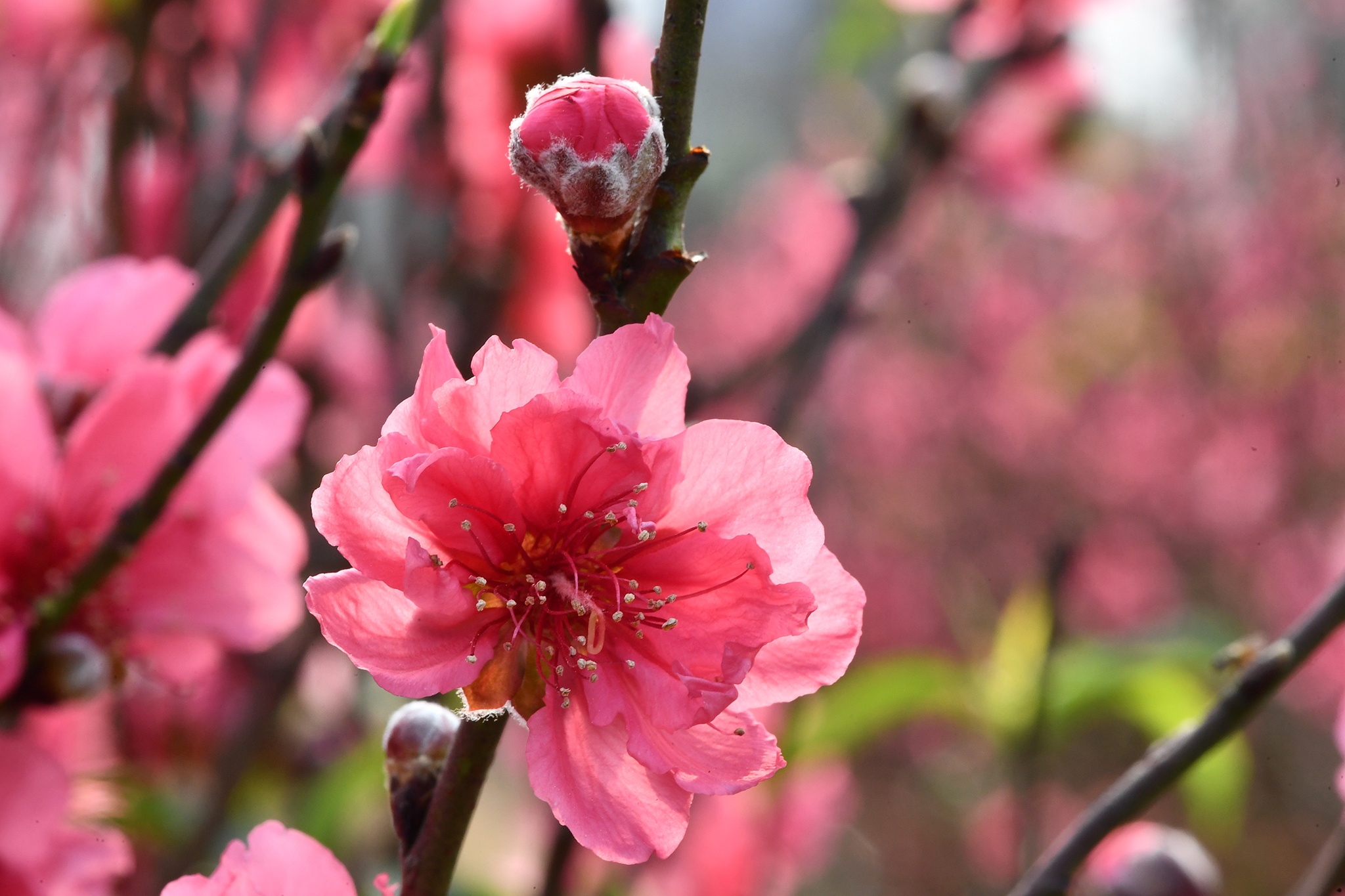 hoa dao dep o mien Bac anh 15