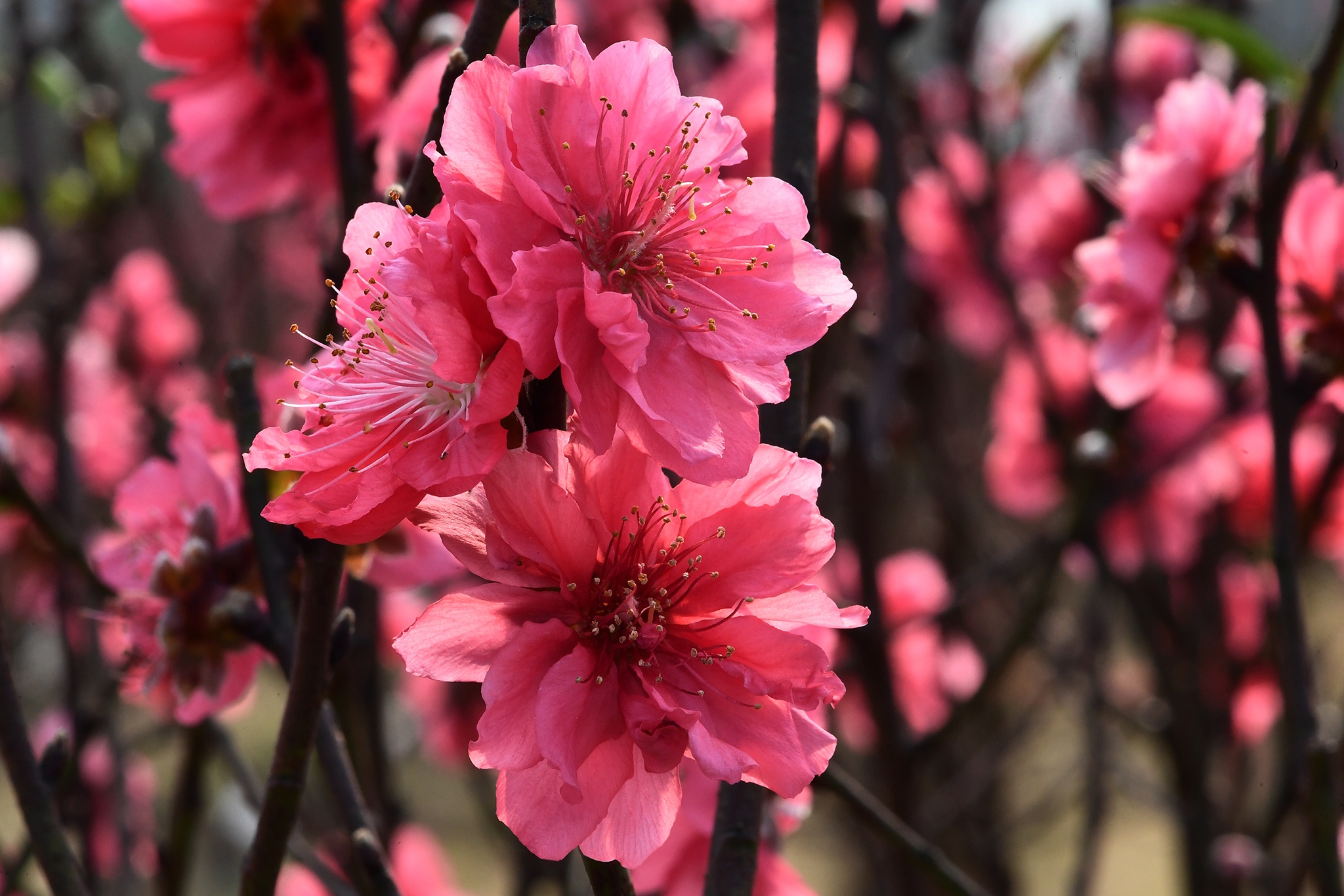 hoa dao dep o mien Bac anh 16