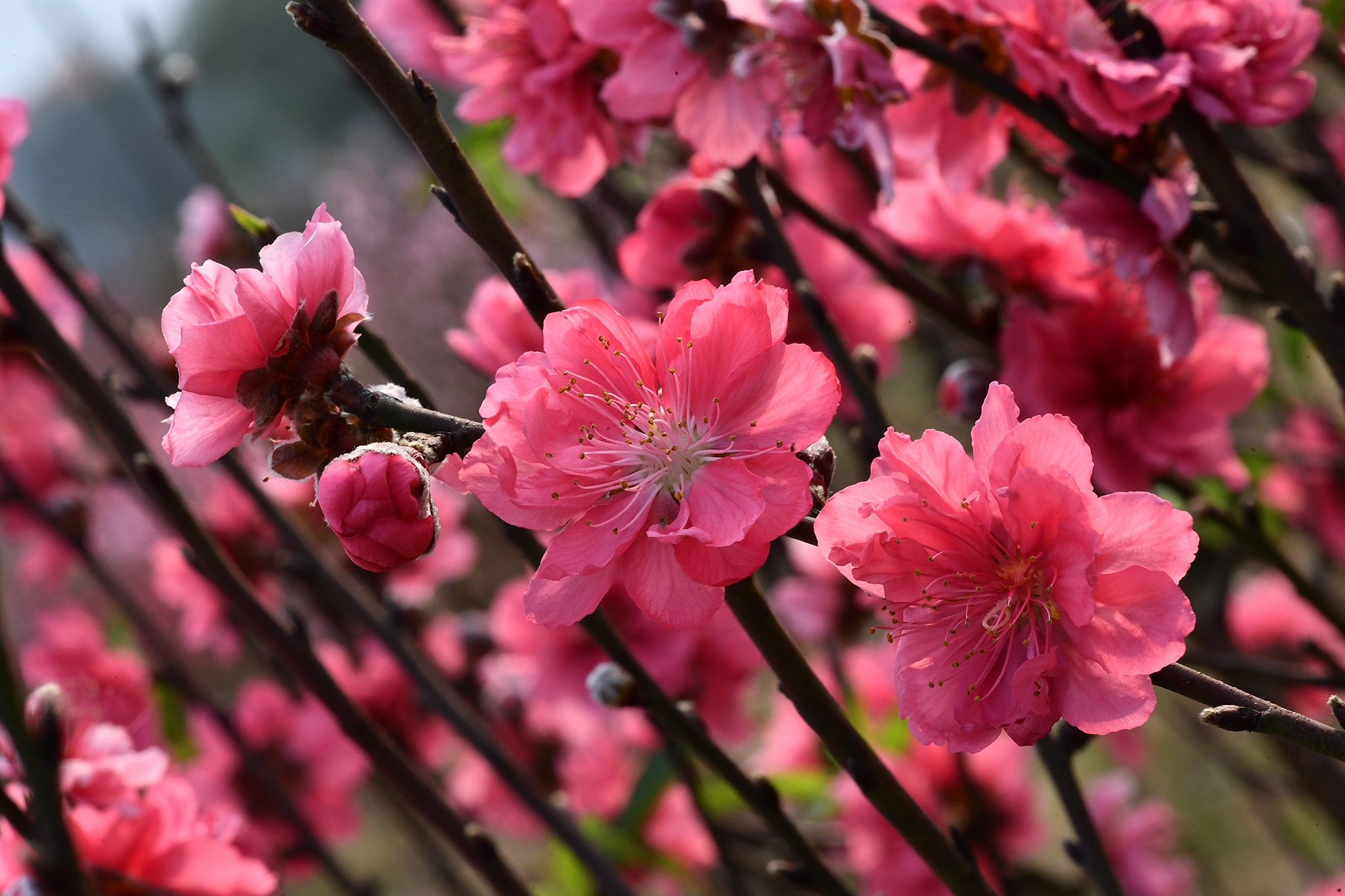 hoa dao dep o mien Bac anh 10