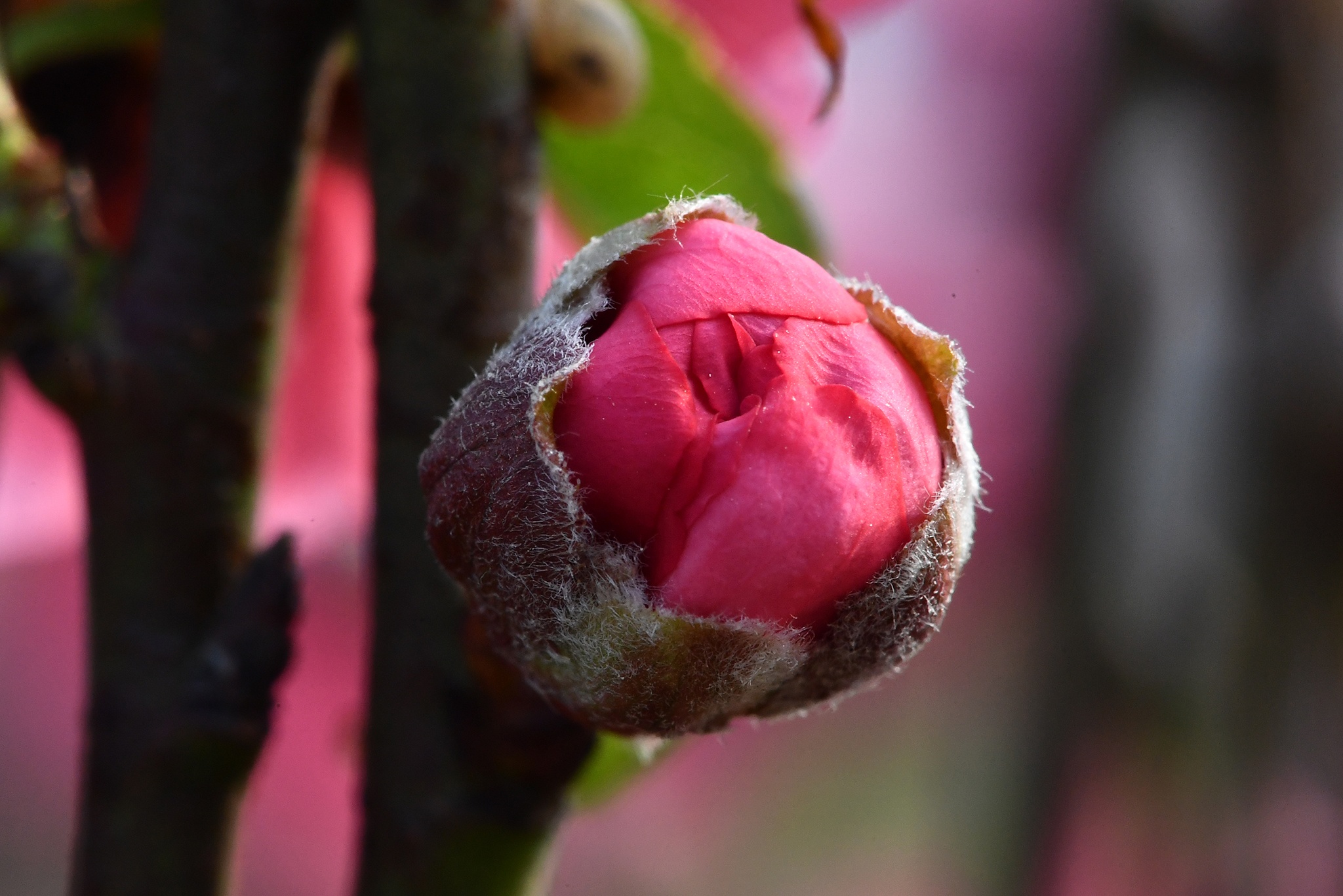 hoa dao dep o mien Bac anh 28