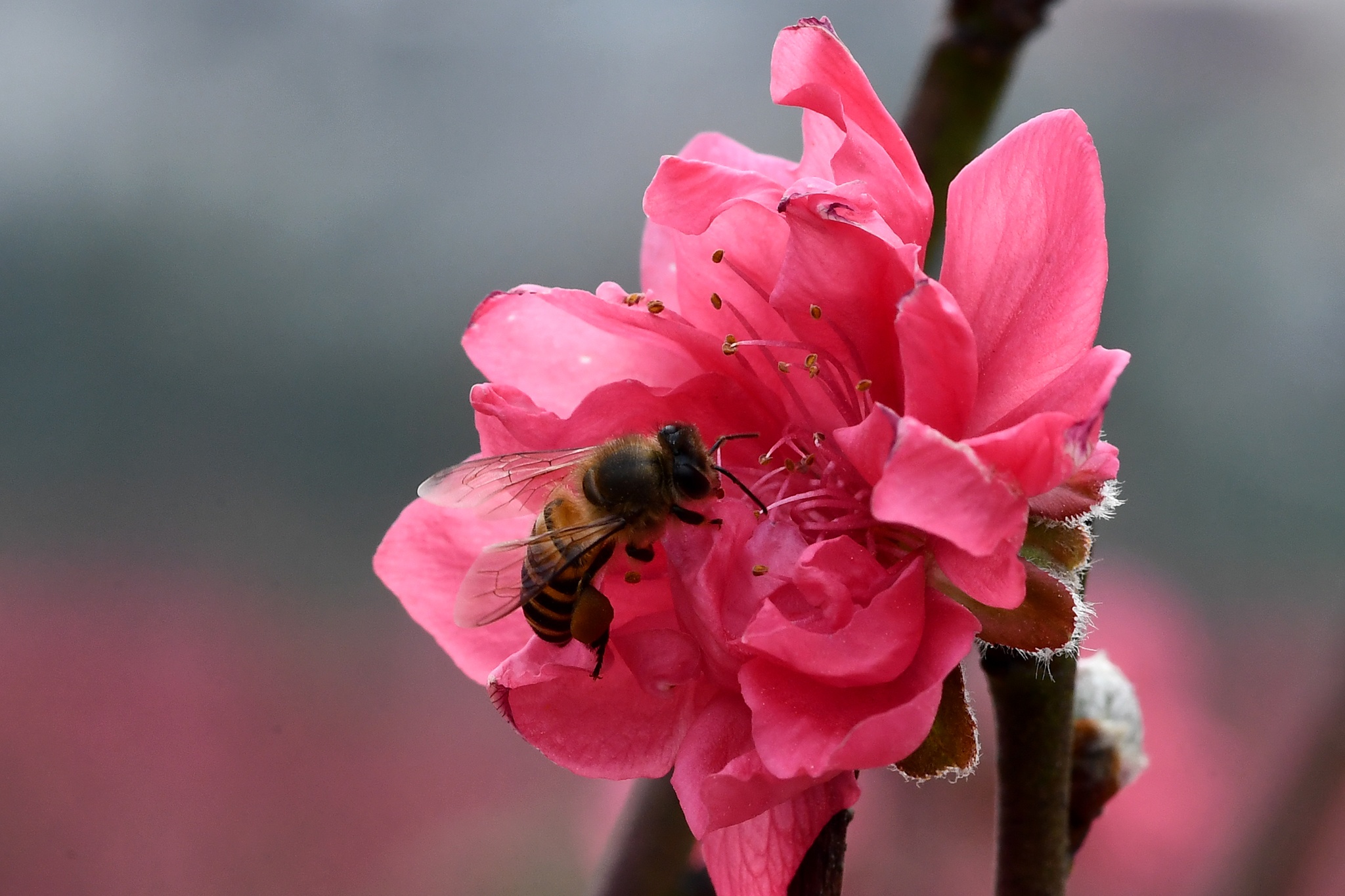 hoa dao dep o mien Bac anh 23