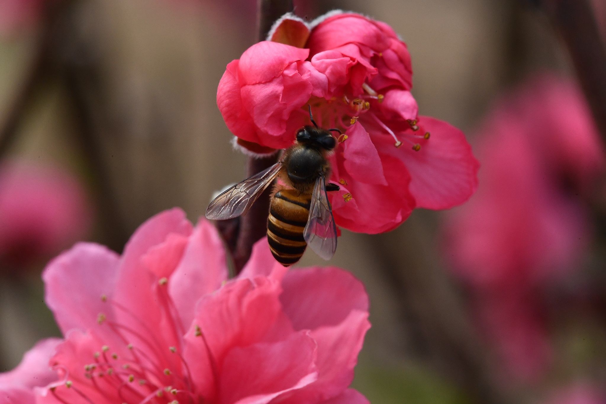 hoa dao dep o mien Bac anh 24