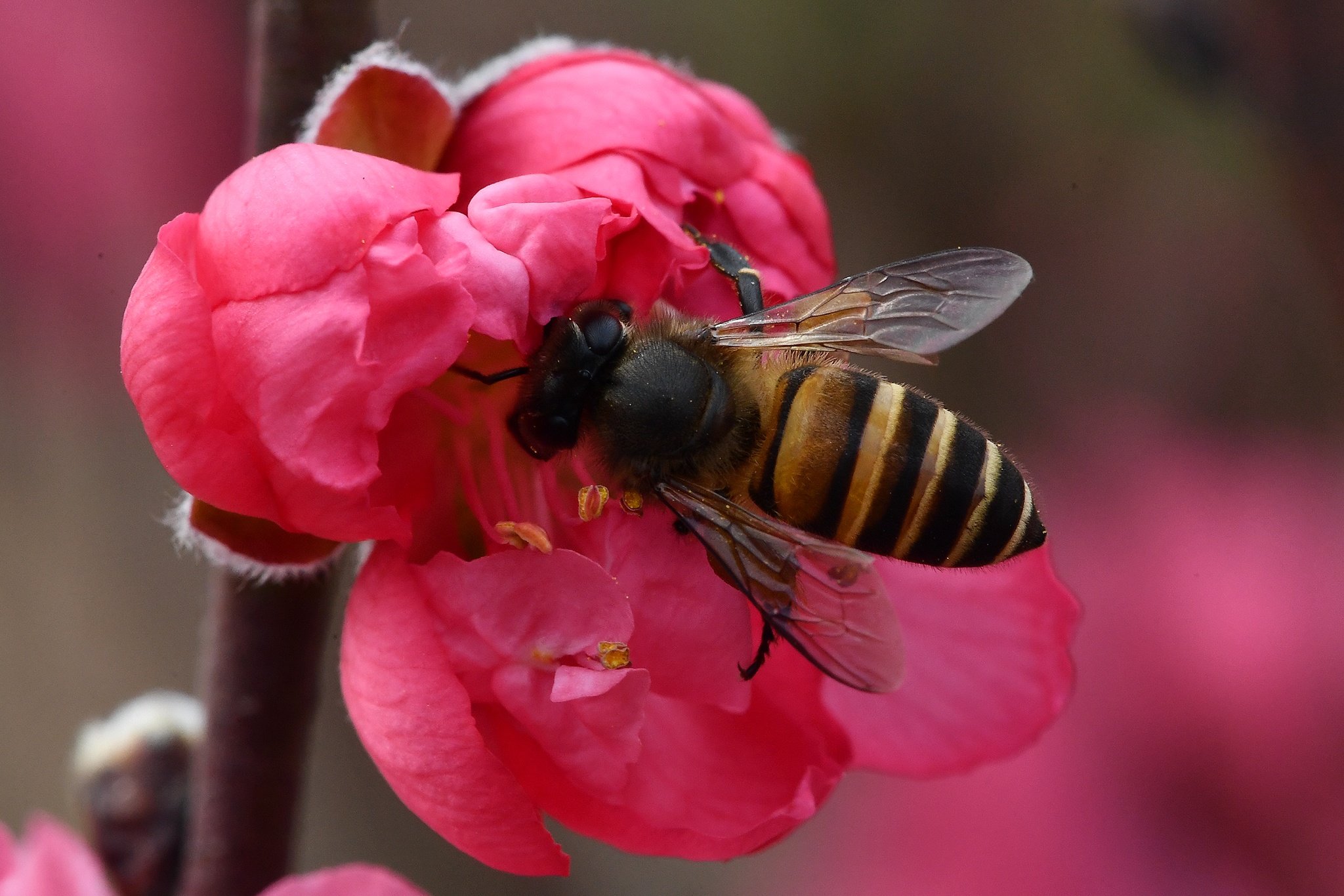 hoa dao dep o mien Bac anh 25