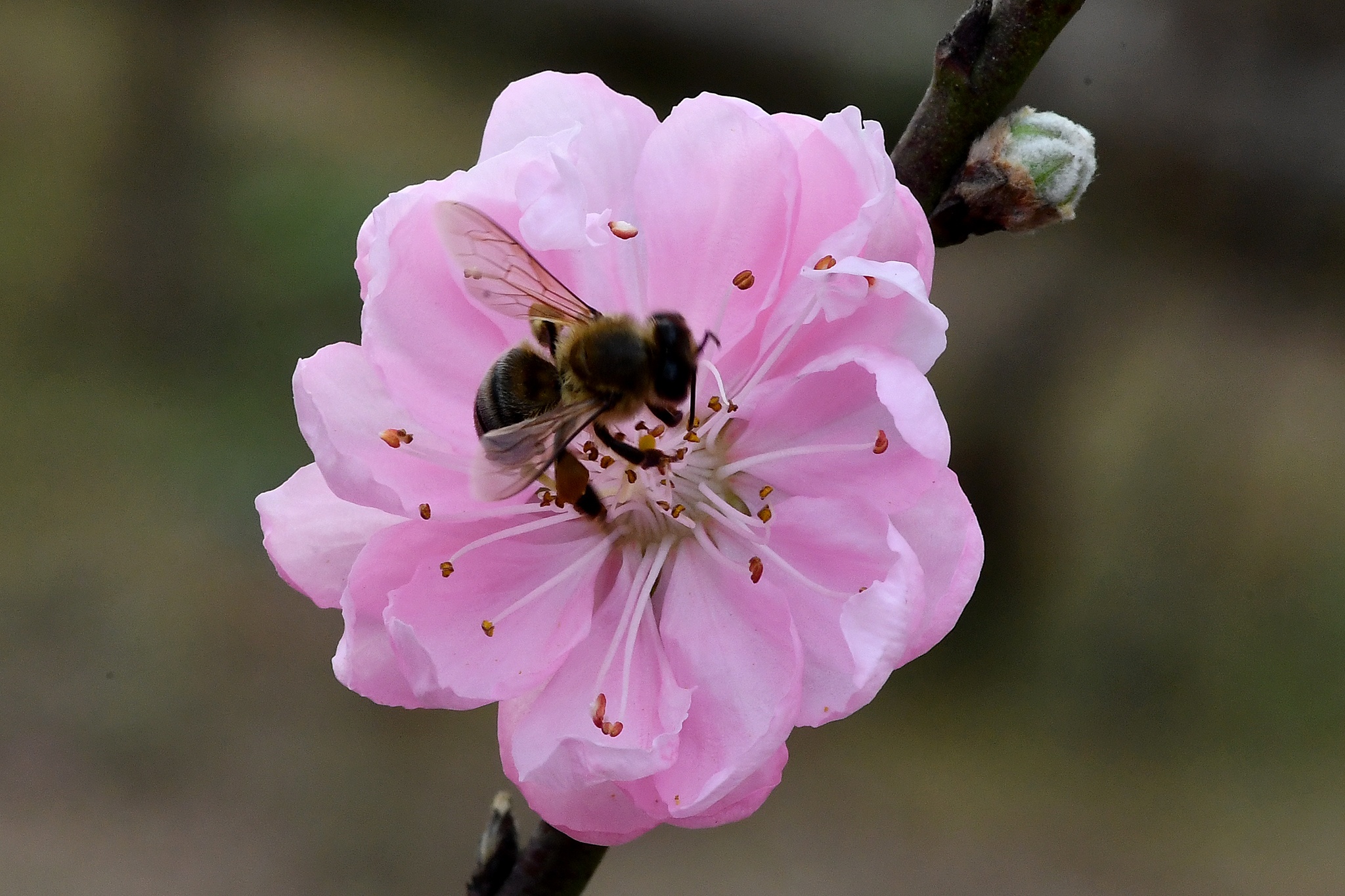 hoa dao dep o mien Bac anh 43