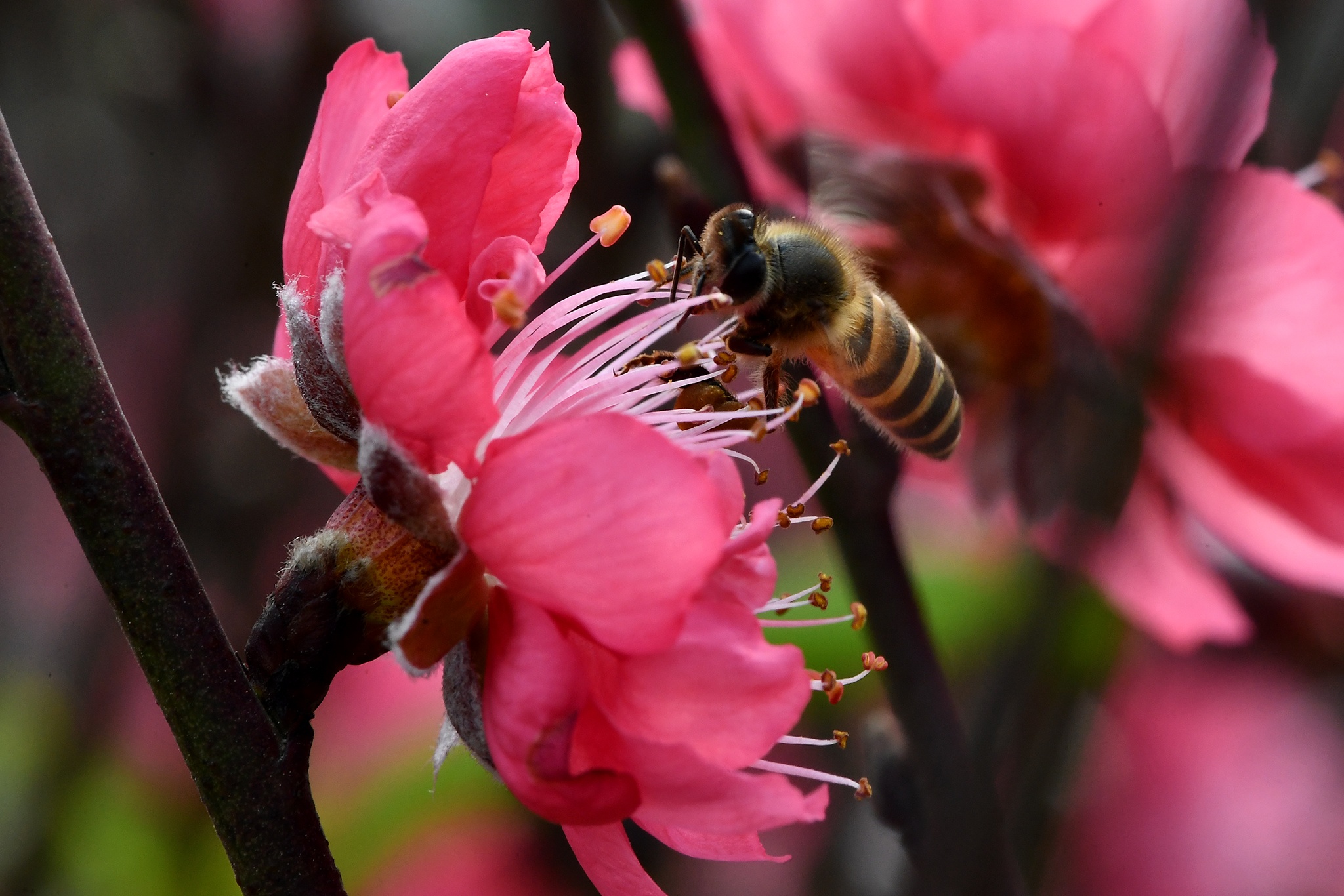 hoa dao dep o mien Bac anh 26