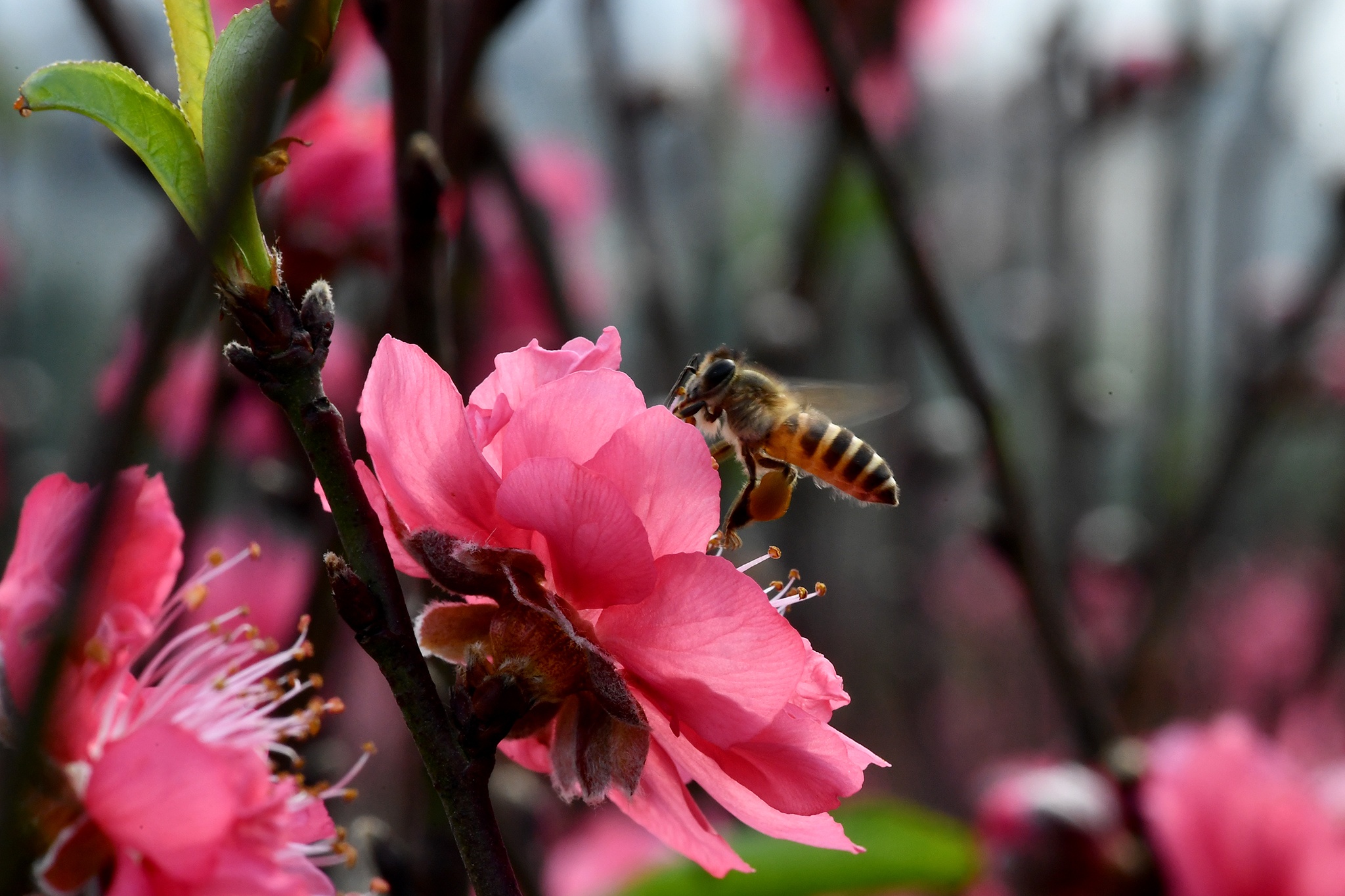 hoa dao dep o mien Bac anh 27