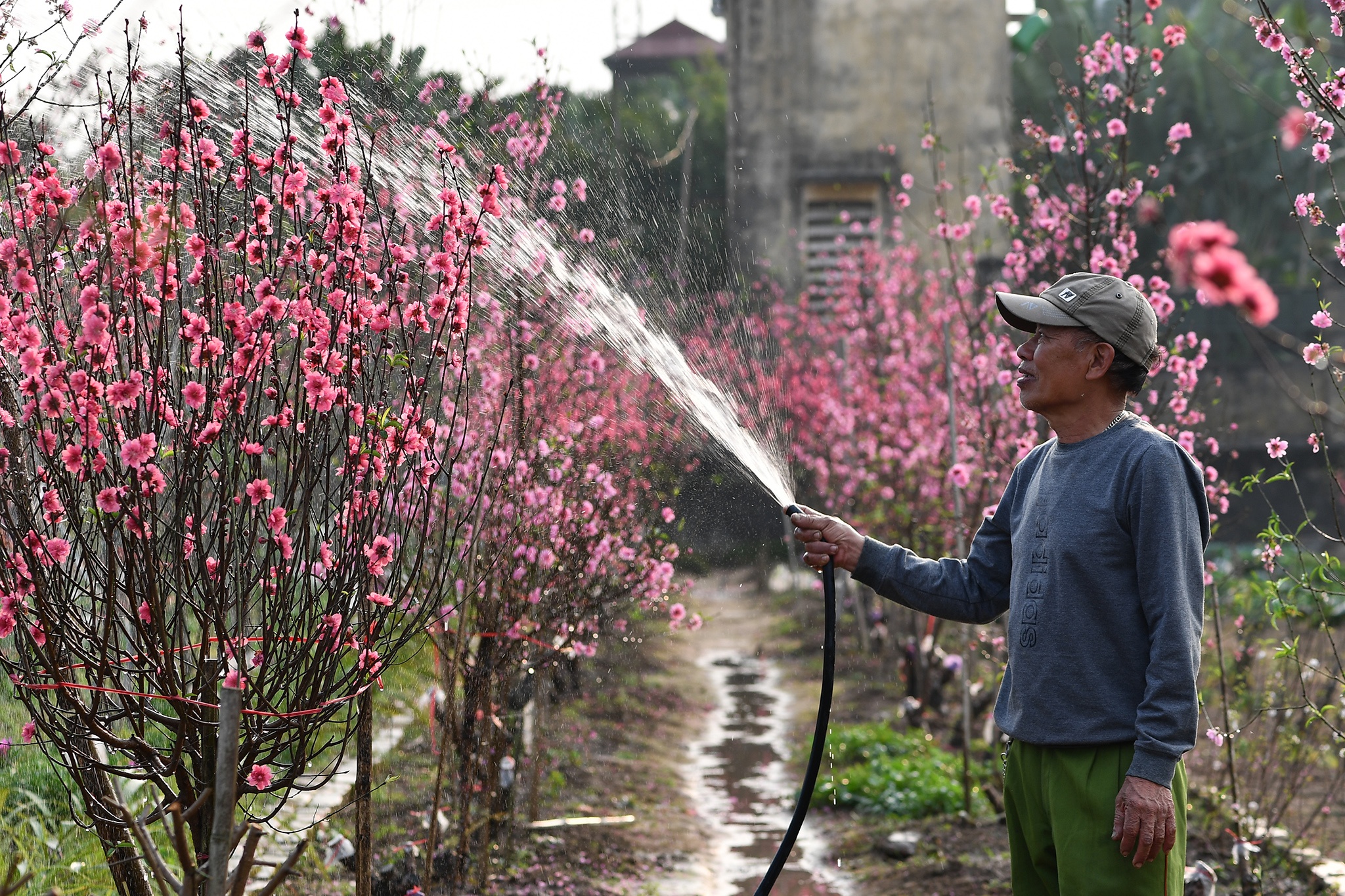 hoa dao dep o mien Bac anh 3