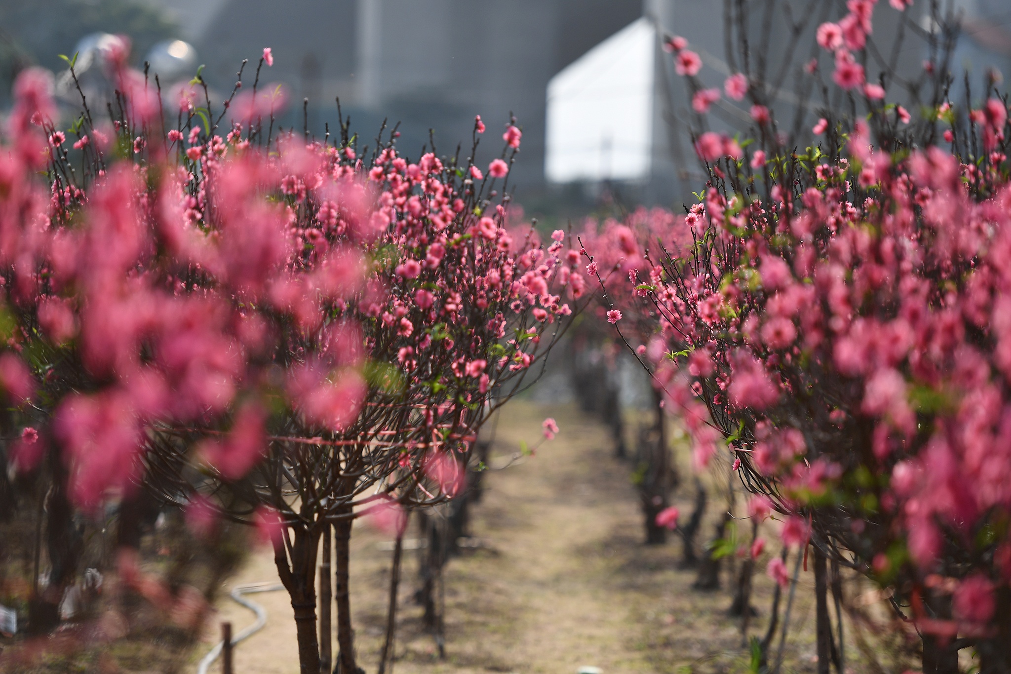 hoa dao dep o mien Bac anh 6