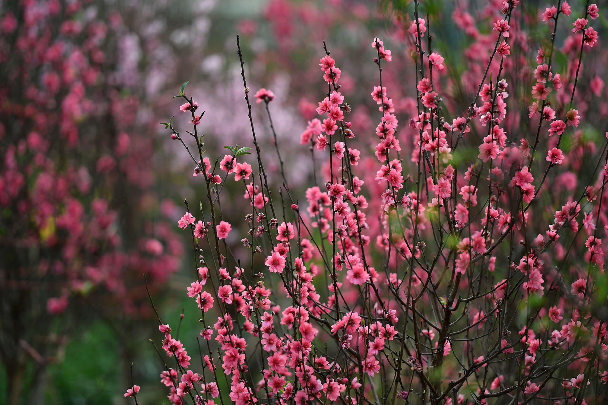hoa dao dep o mien Bac anh 7
