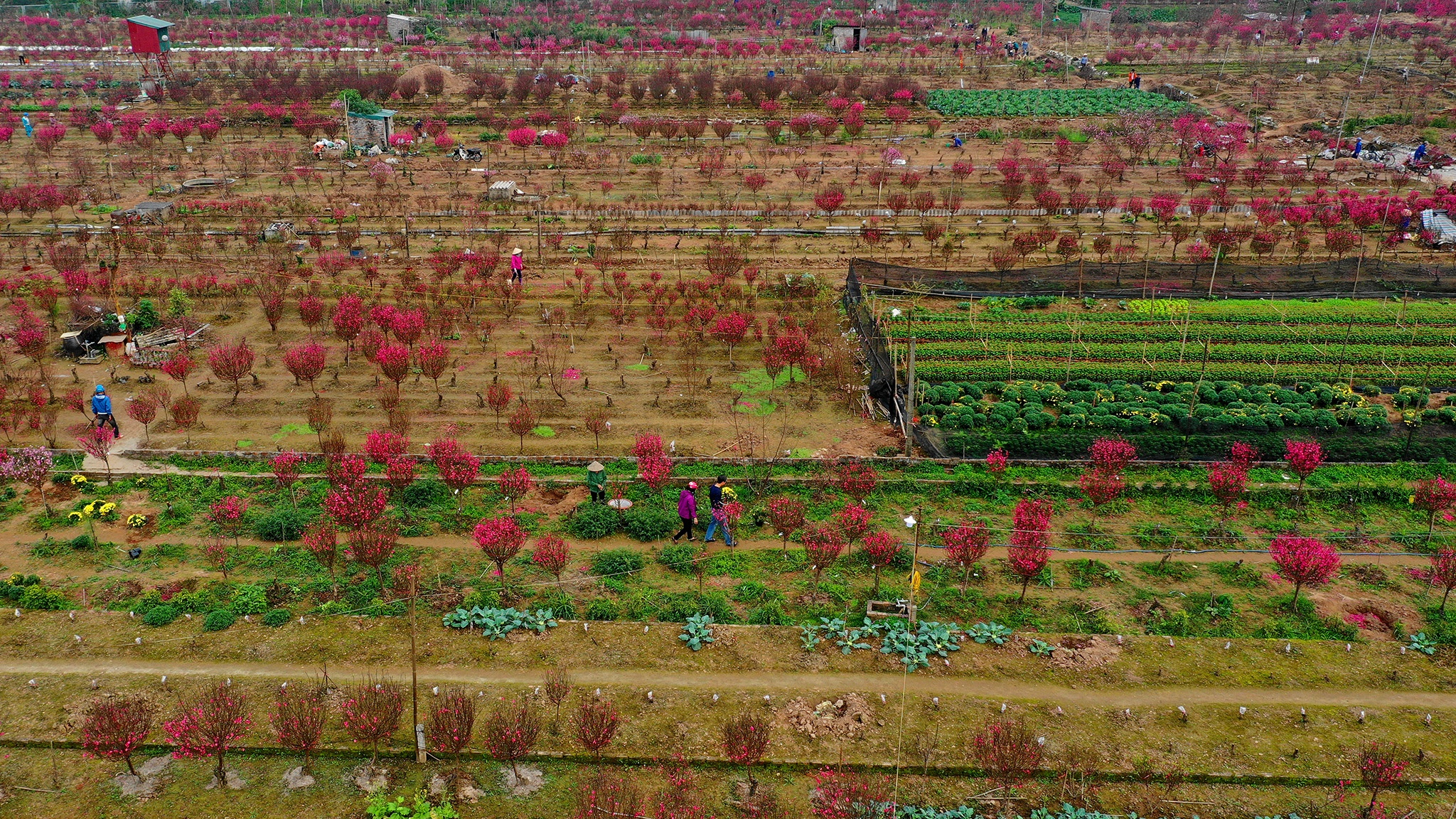 hoa dao dep o mien Bac anh 2