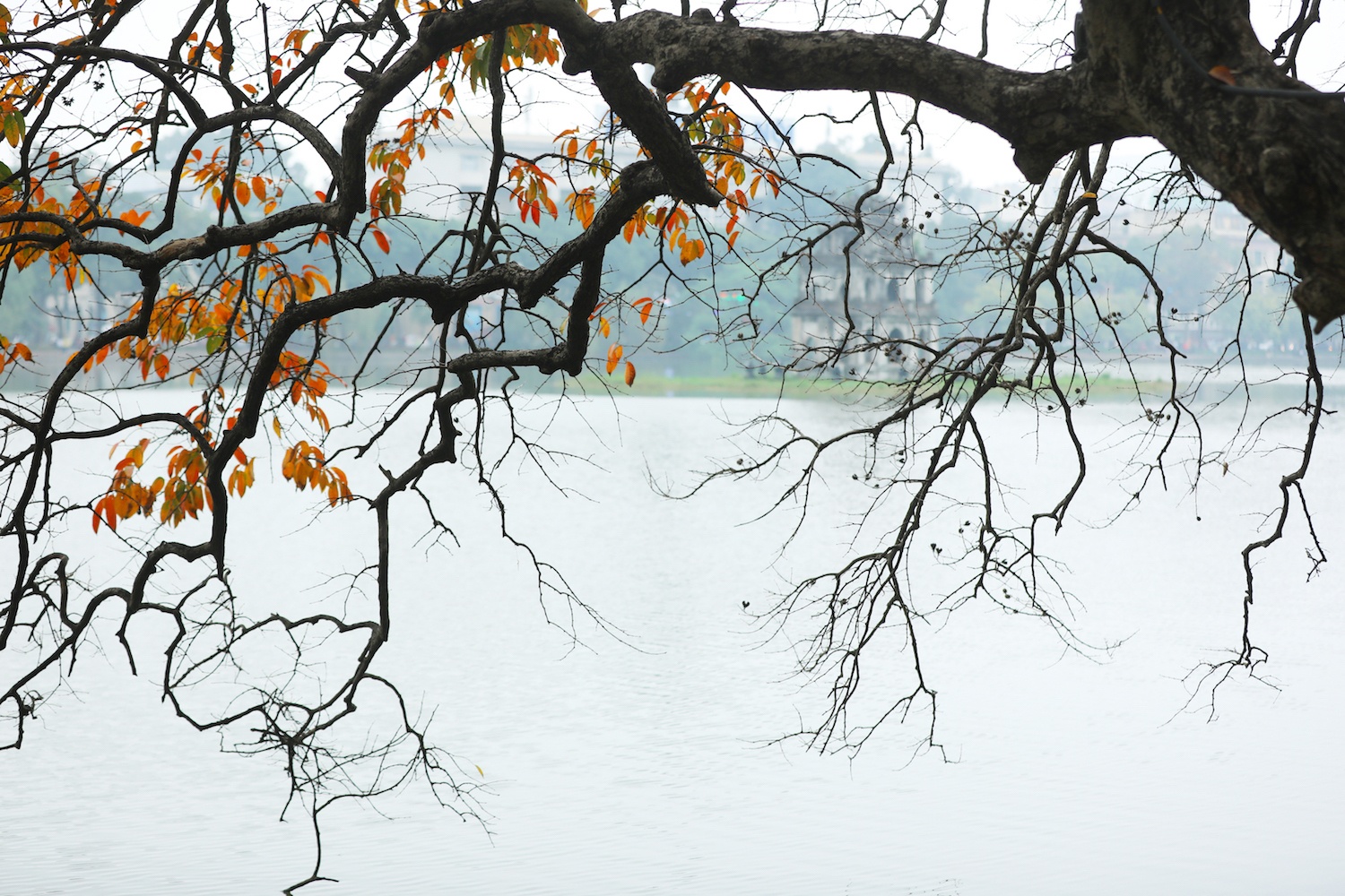 la vang dau xuan dam choi nay loc anh 4