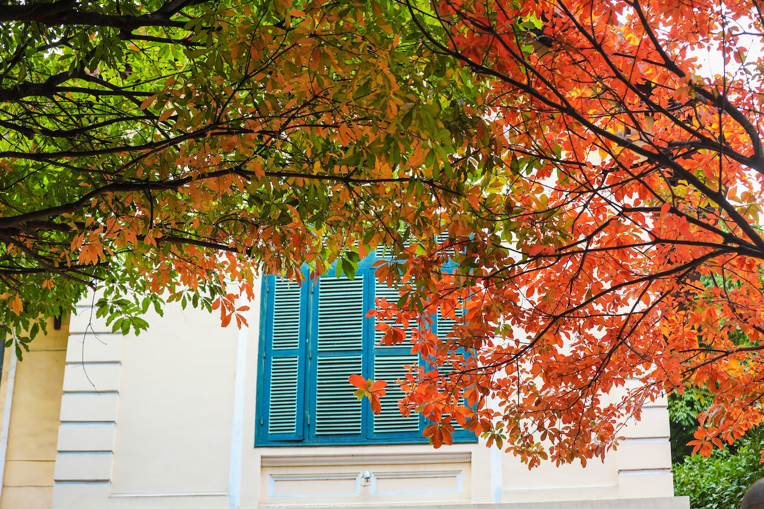 la vang dau xuan dam choi nay loc anh 5