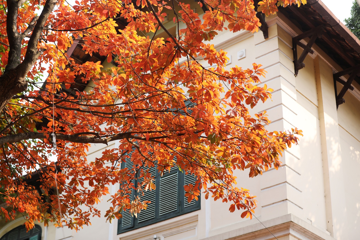 la vang dau xuan dam choi nay loc anh 6