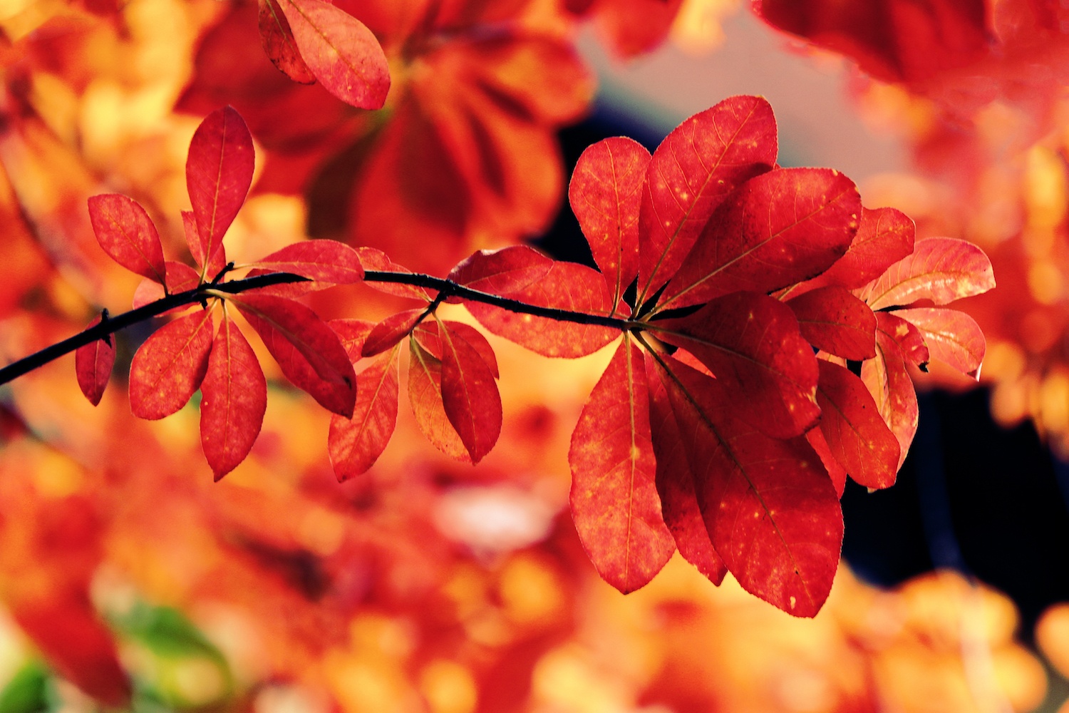 la vang dau xuan dam choi nay loc anh 8