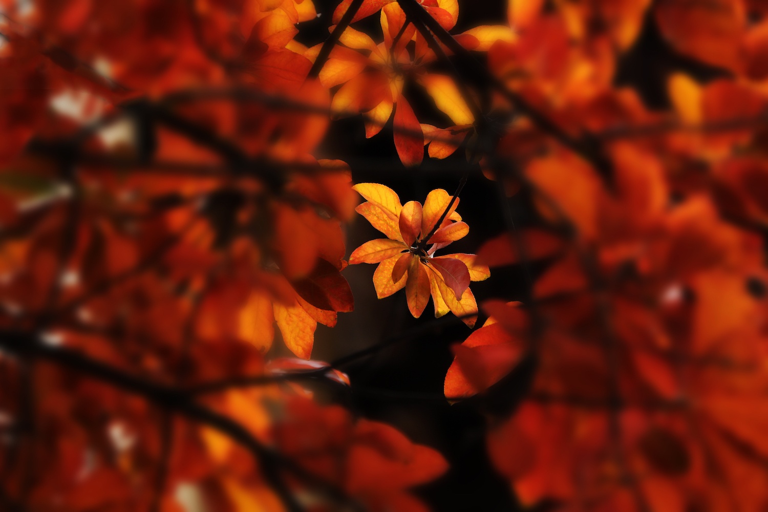 la vang dau xuan dam choi nay loc anh 9