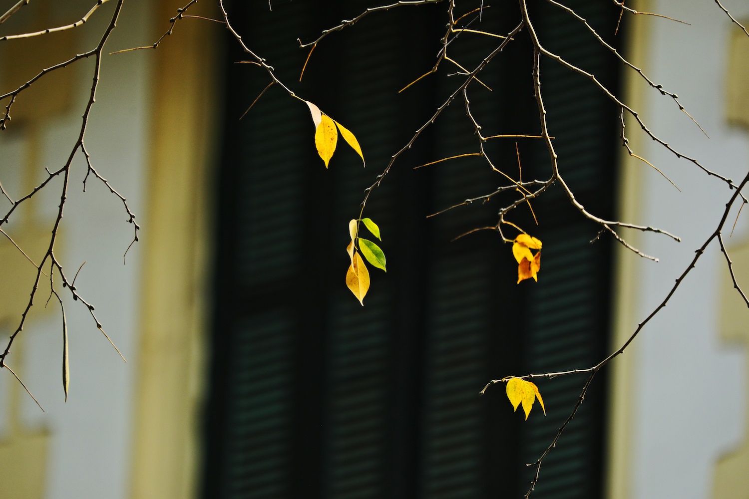 la vang dau xuan dam choi nay loc anh 10