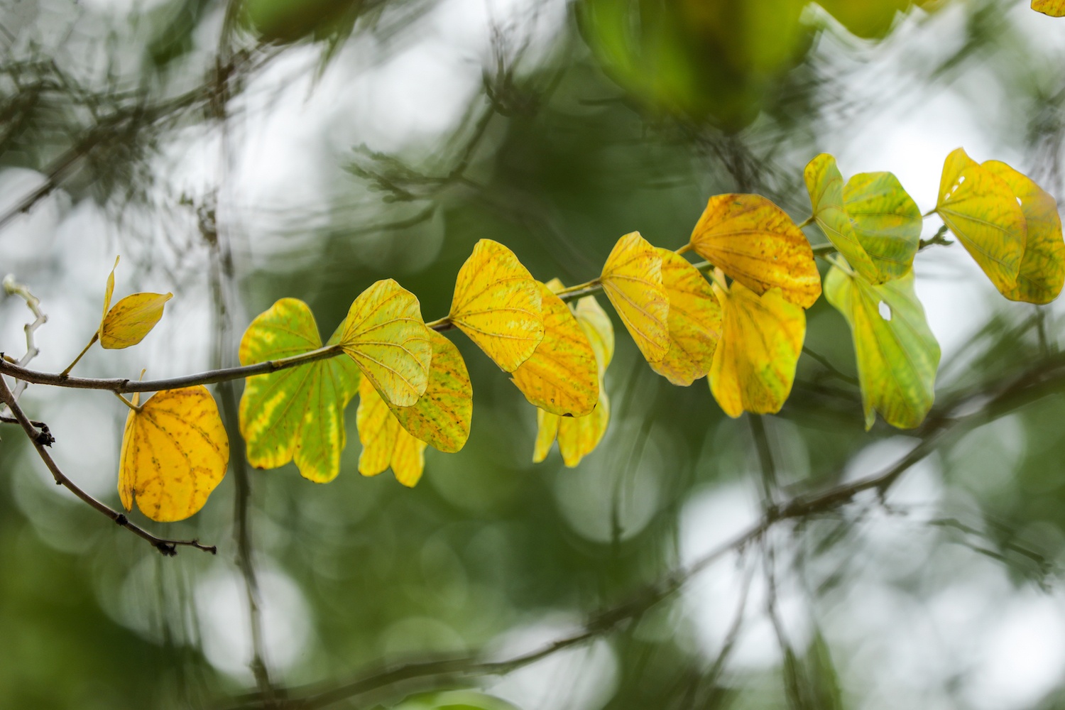 la vang dau xuan dam choi nay loc anh 11