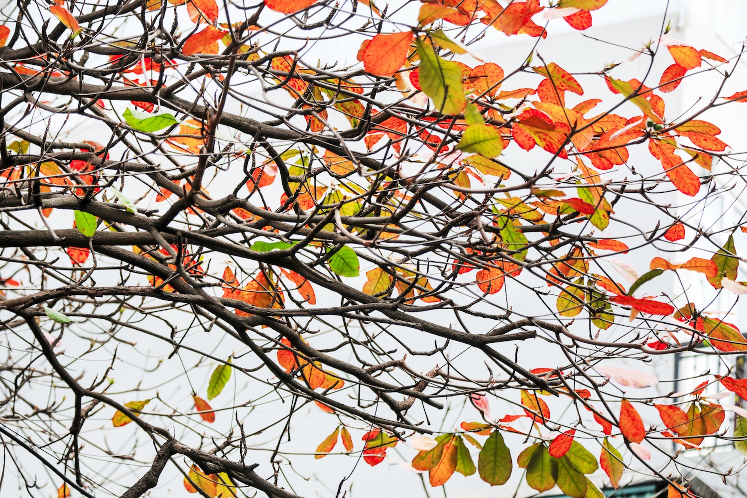 la vang dau xuan dam choi nay loc anh 12