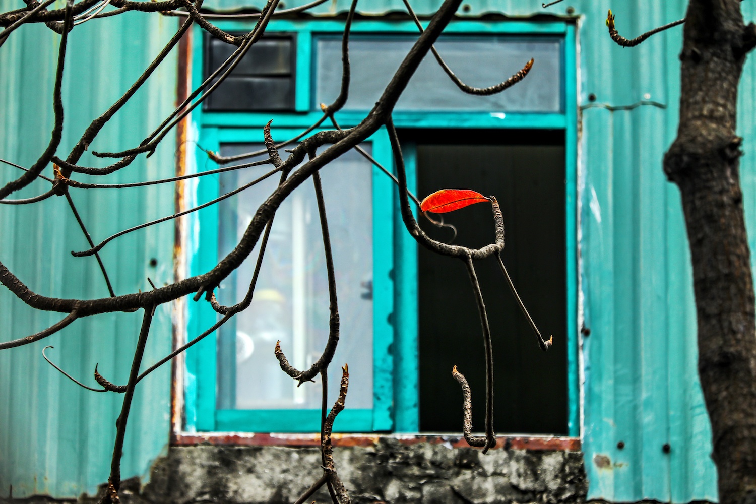 la vang dau xuan dam choi nay loc anh 14