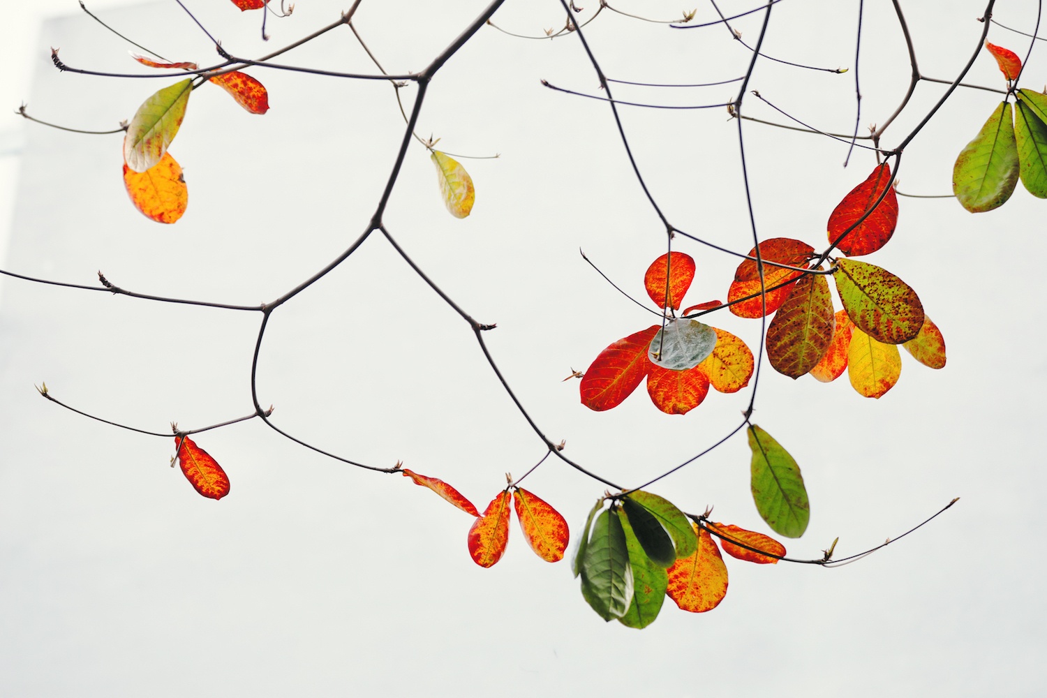 la vang dau xuan dam choi nay loc anh 13