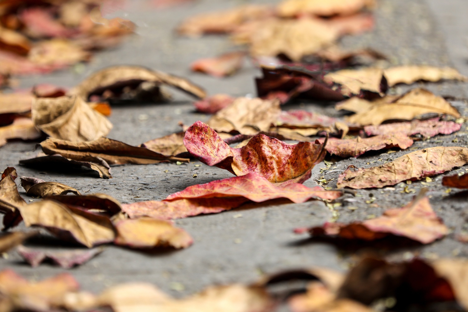 la vang dau xuan dam choi nay loc anh 21