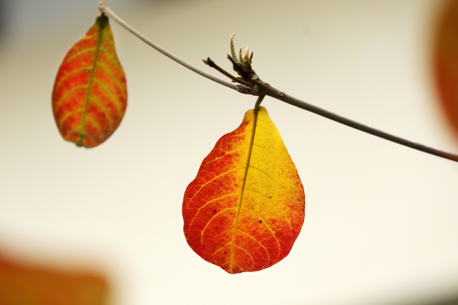 la vang dau xuan dam choi nay loc anh 15