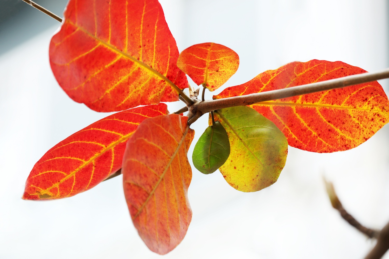 la vang dau xuan dam choi nay loc anh 16