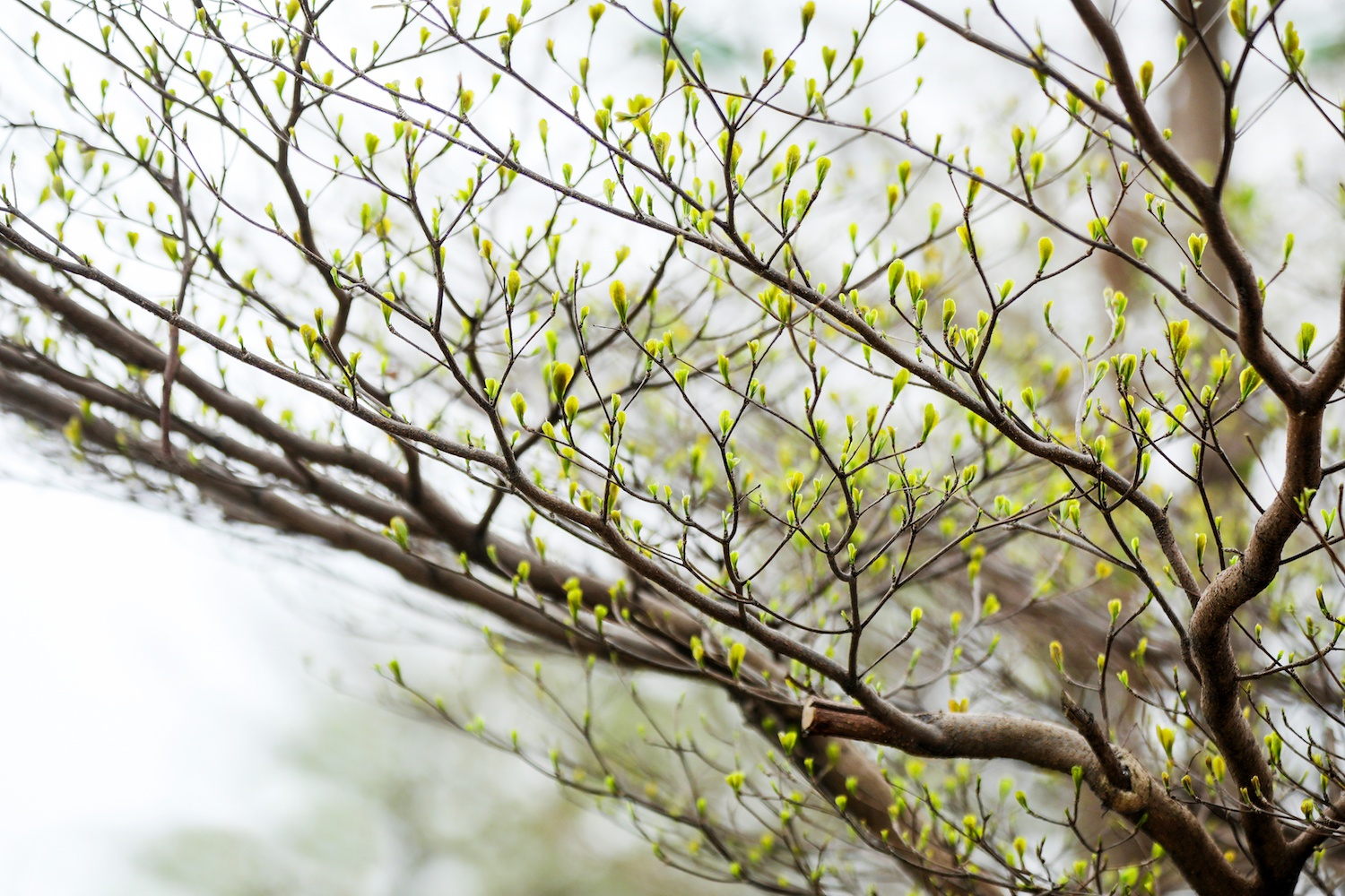 la vang dau xuan dam choi nay loc anh 23