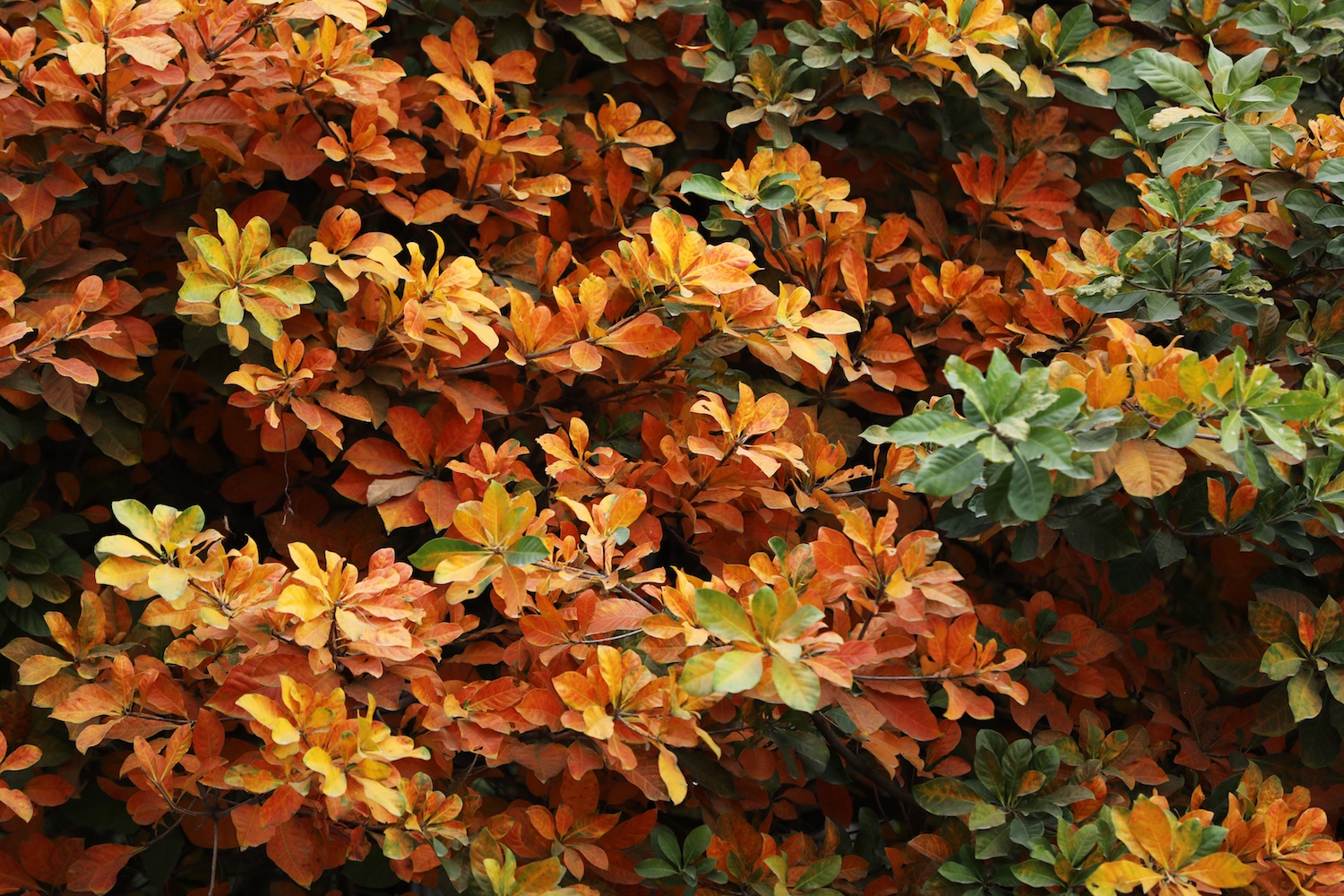 la vang dau xuan dam choi nay loc anh 18