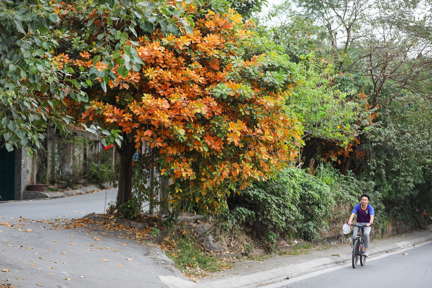 la vang dau xuan dam choi nay loc anh 19